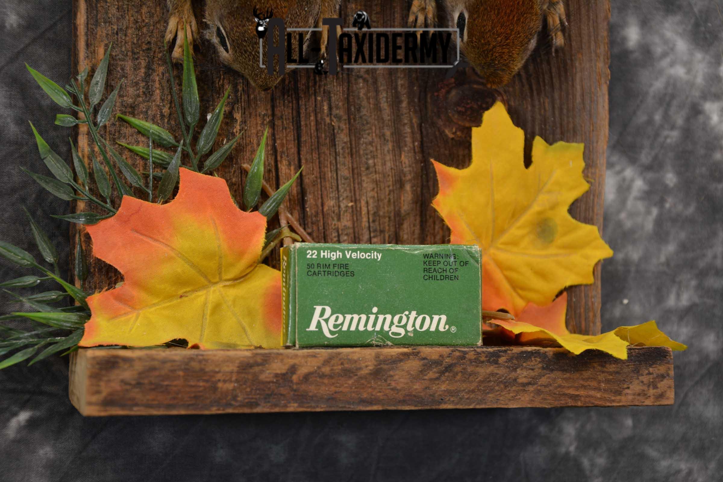 2 Harvest Red Squirrels taxidery mounts SKU 1721 - Image 6