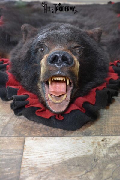 Black Bear Taxidermy Rug for Sale SKU 1673