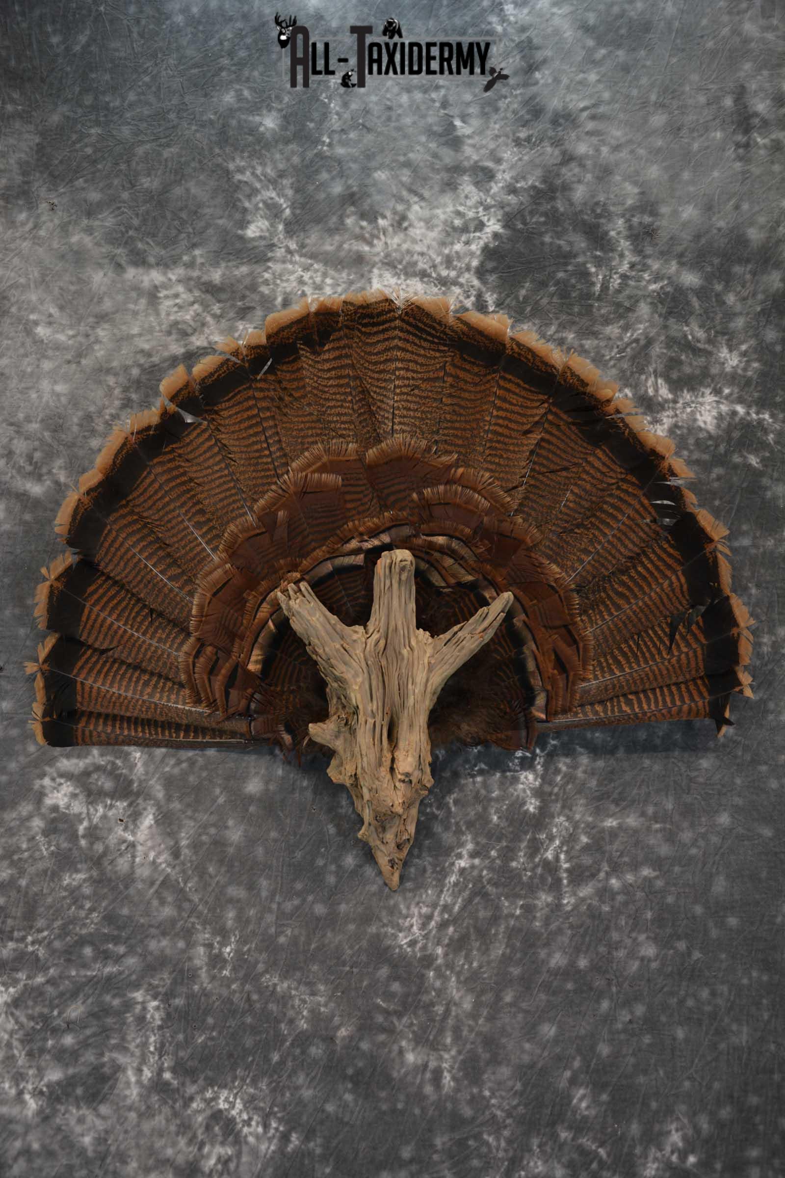 Eastern Trukey Fan SKU 1708