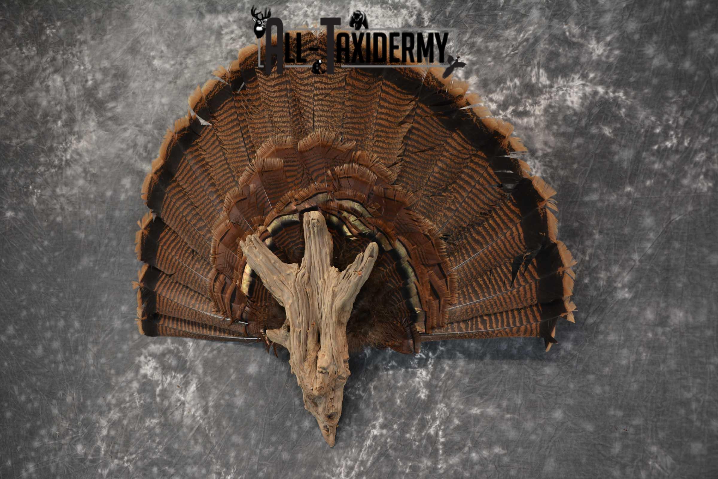 Eastern Trukey Fan SKU 1708 - Image 5