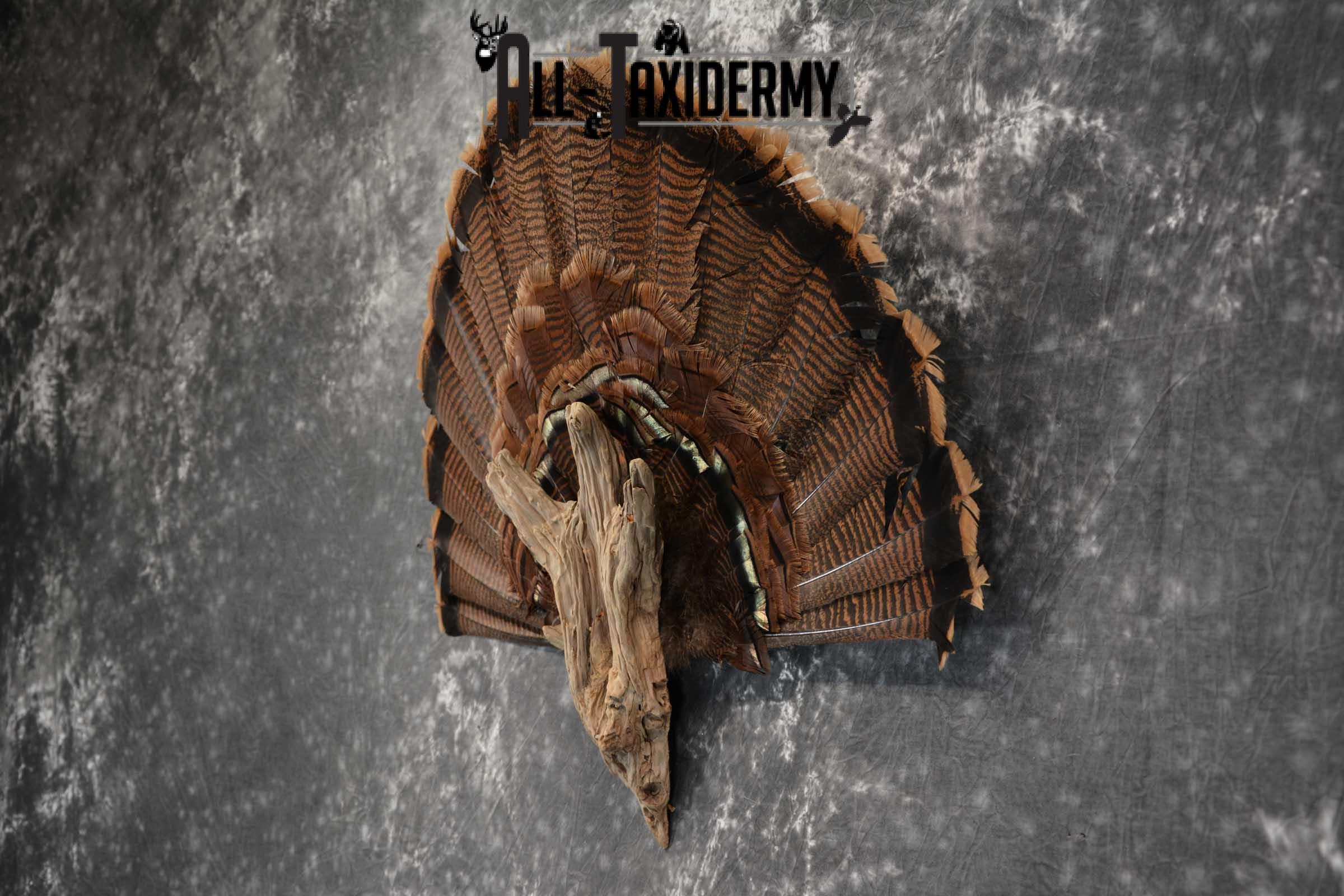 Eastern Trukey Fan SKU 1708 - Image 4