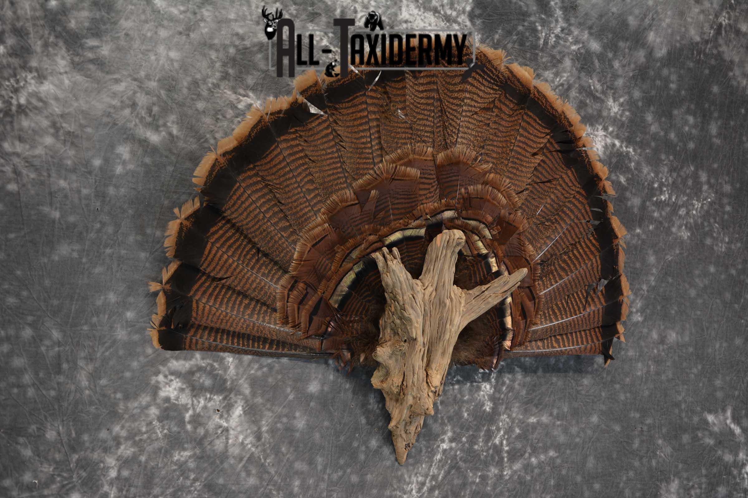 Eastern Trukey Fan SKU 1708 - Image 3