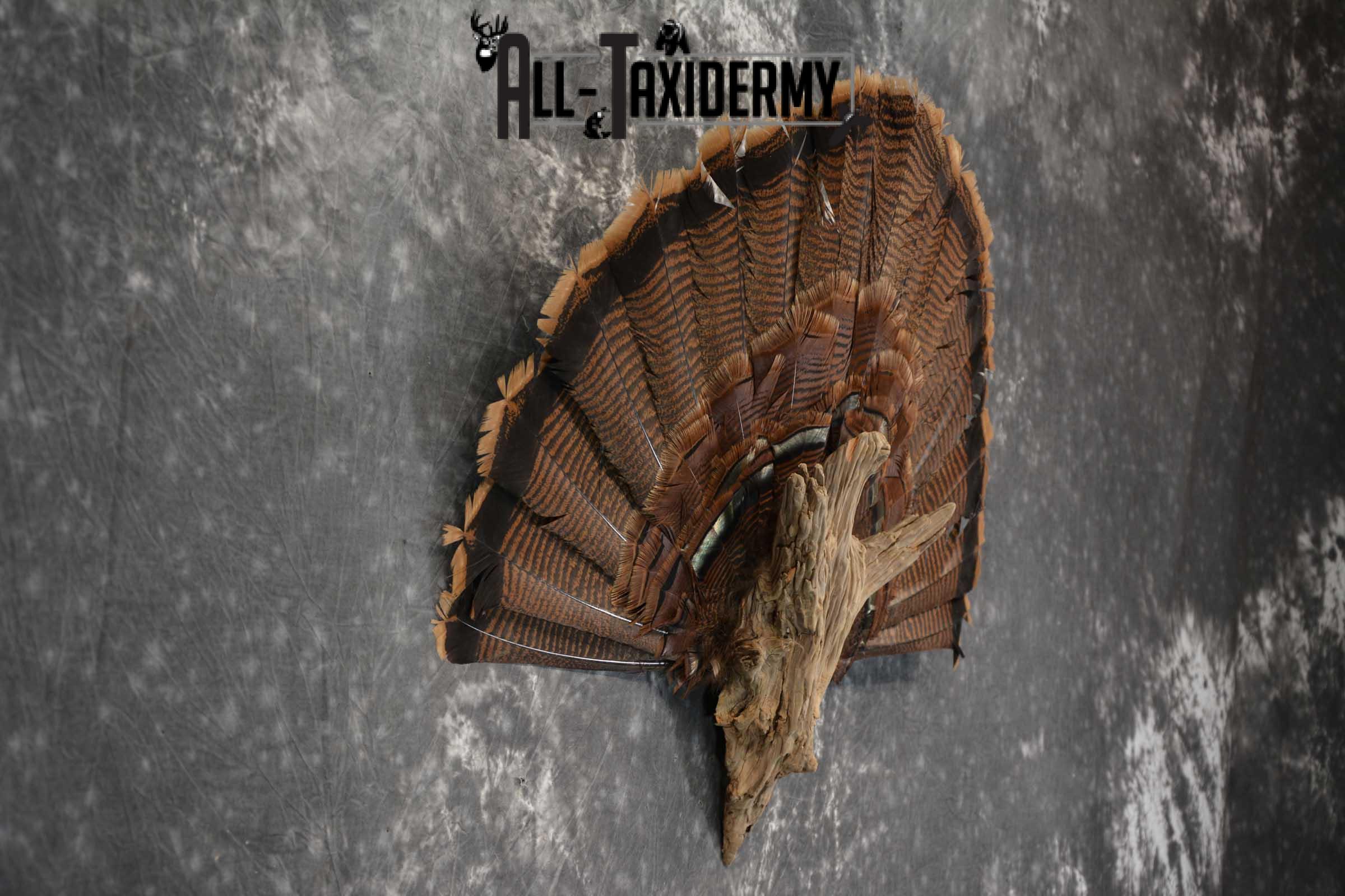 Eastern Trukey Fan SKU 1708 - Image 2