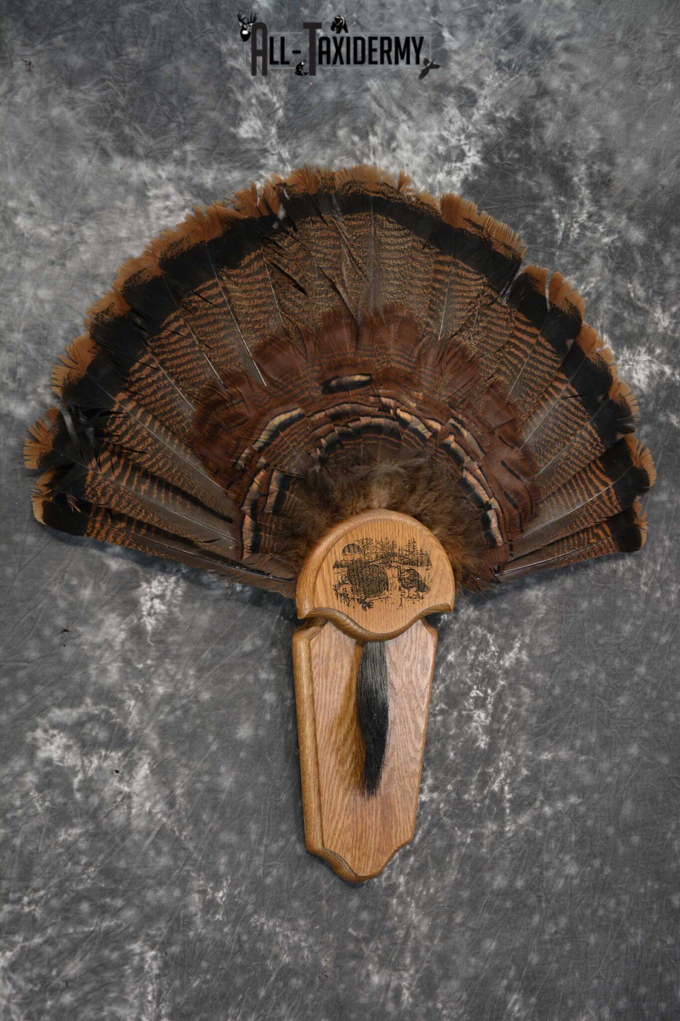 Eastern Turkey Fan SKU 1712 - All Taxidermy