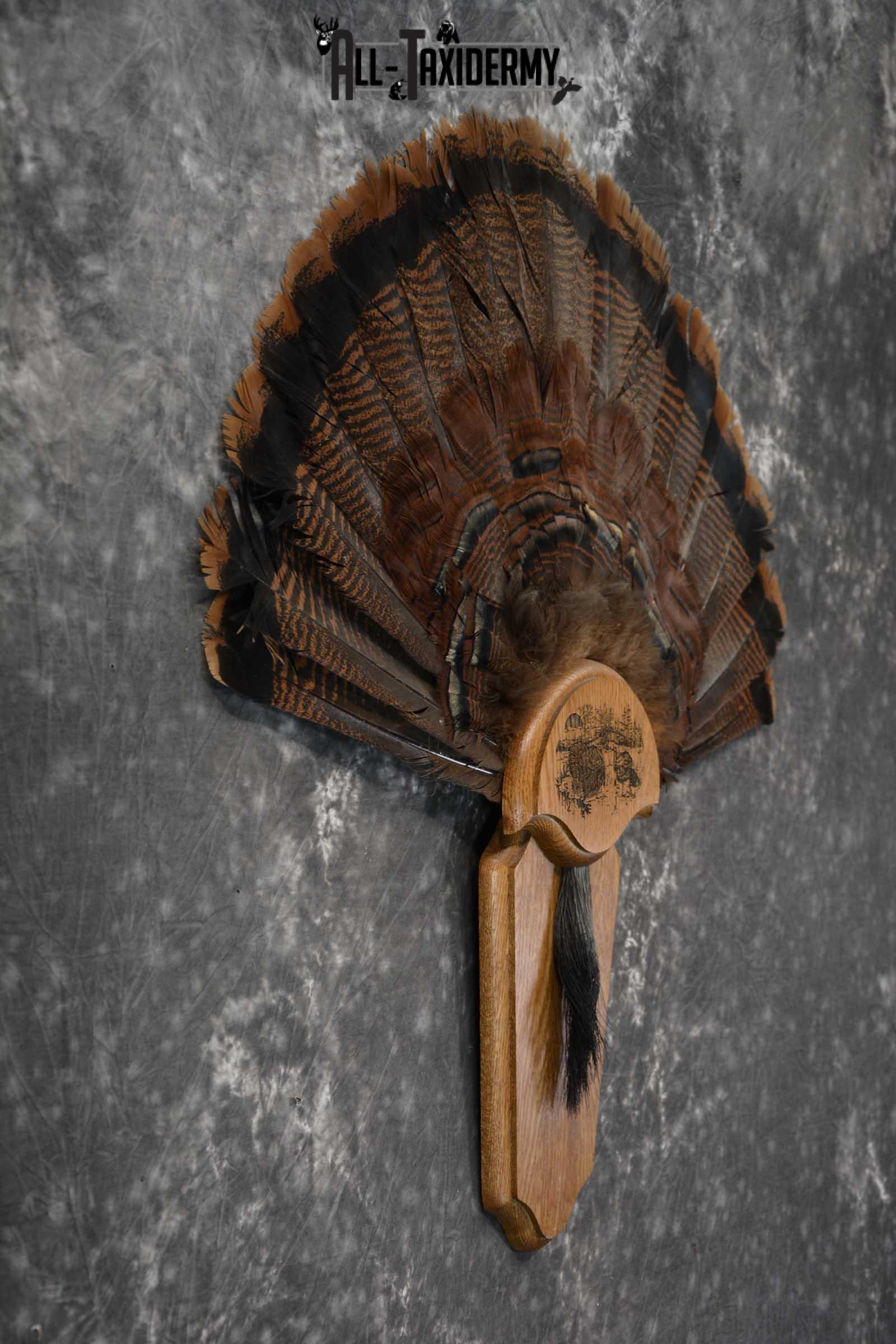 Eastern Turkey Fan SKU 1712 - Image 5