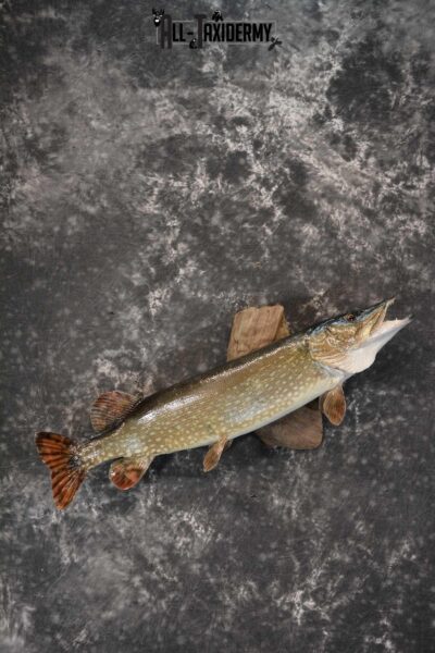 Northern Pike taxidermy fish mount for sale SKU 1718