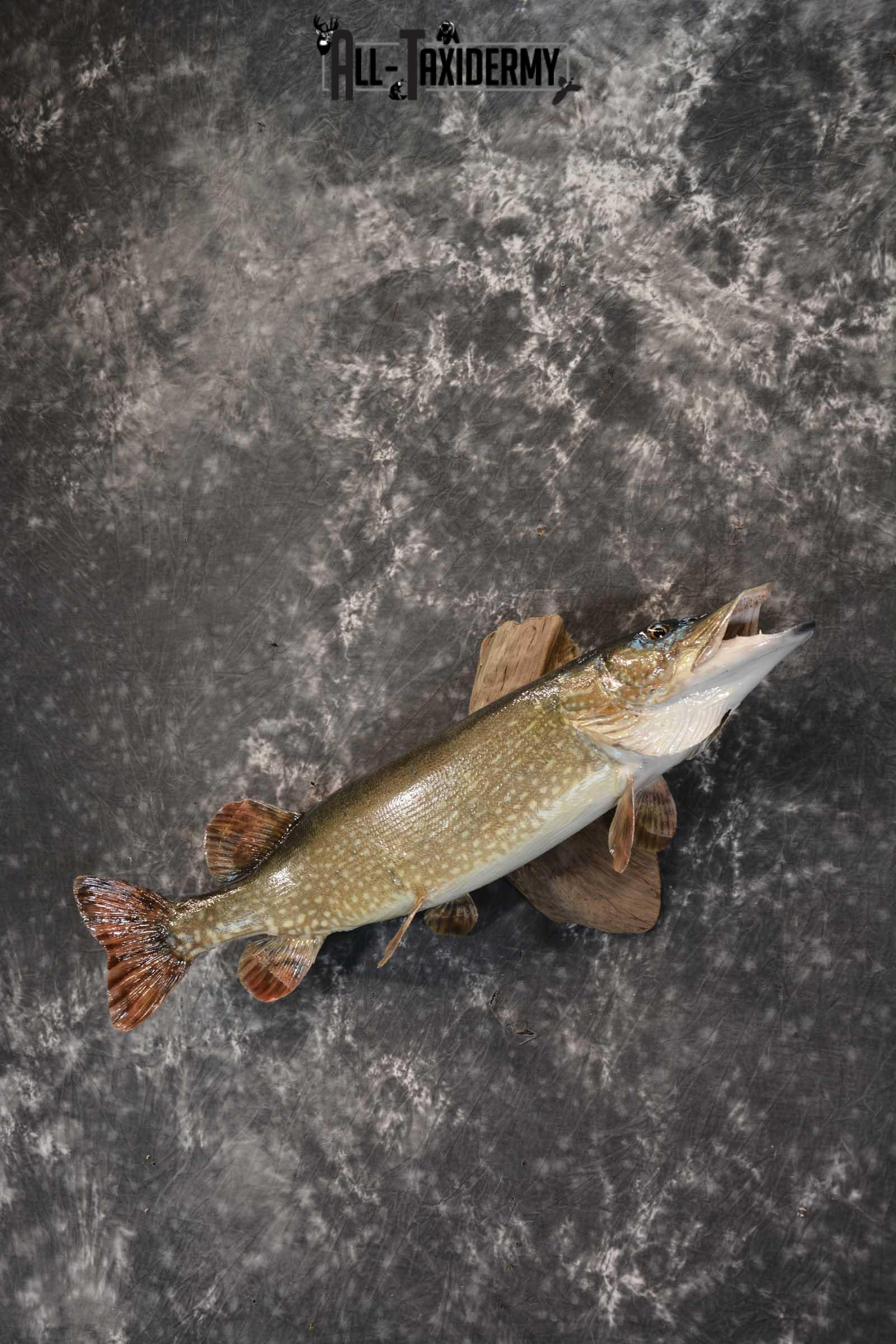 Northern Pike taxidermy fish mount for sale SKU 1718 - Image 2
