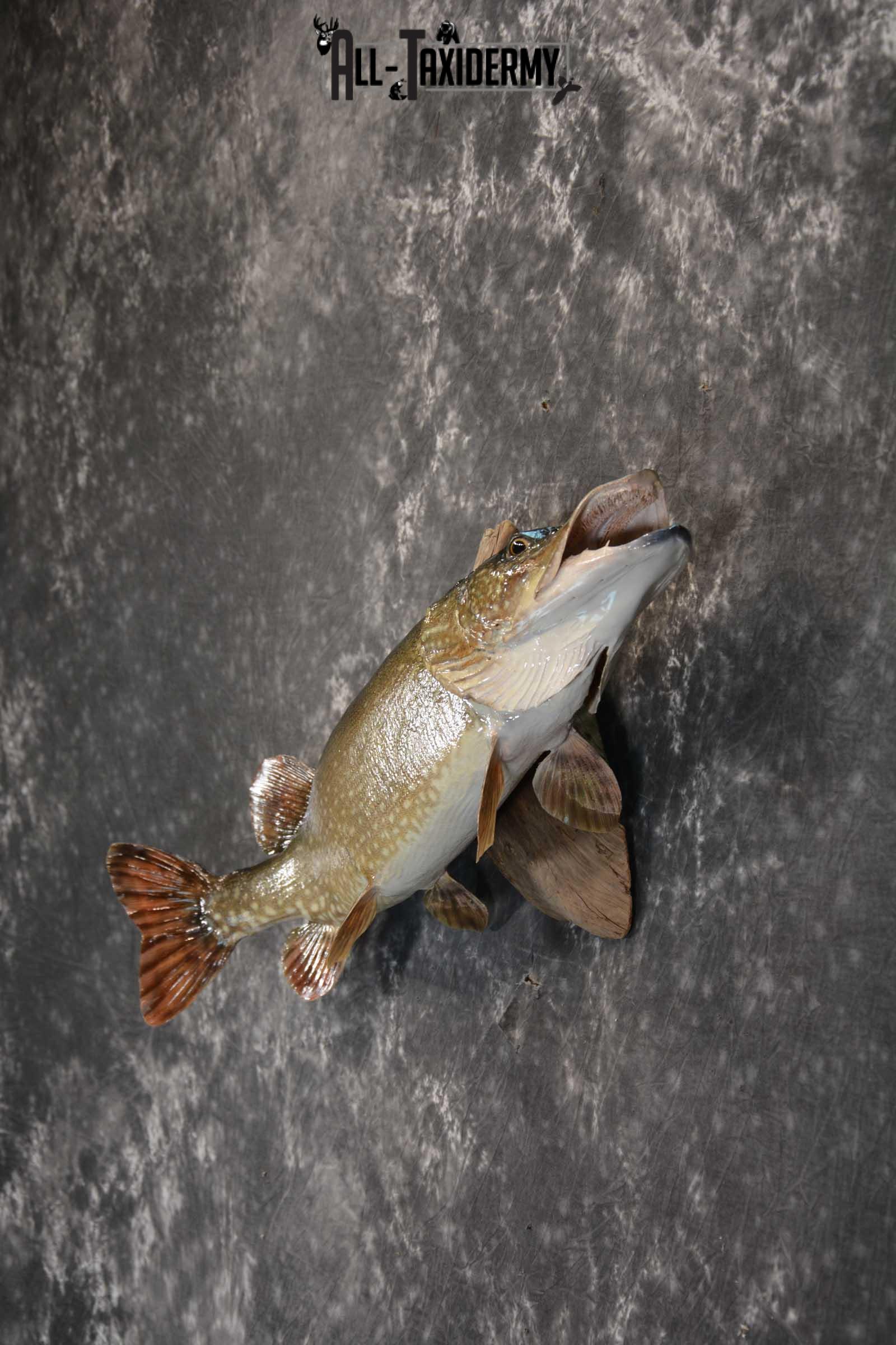 Northern Pike taxidermy fish mount for sale SKU 1718 - Image 3