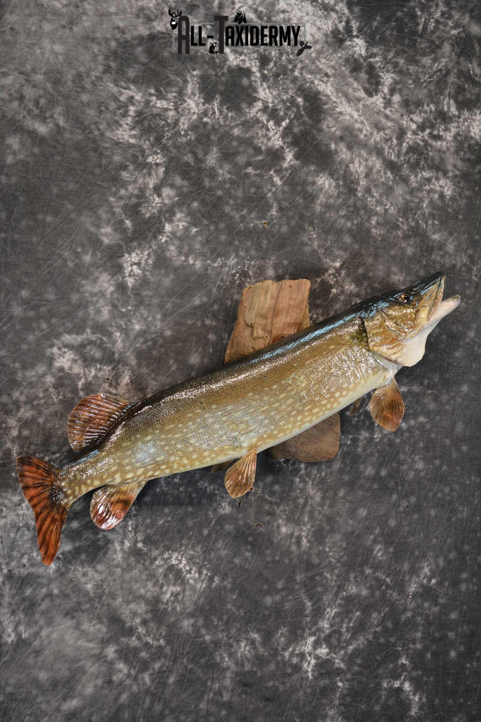 Northern Pike taxidermy fish mount for sale SKU 1718 - Image 4