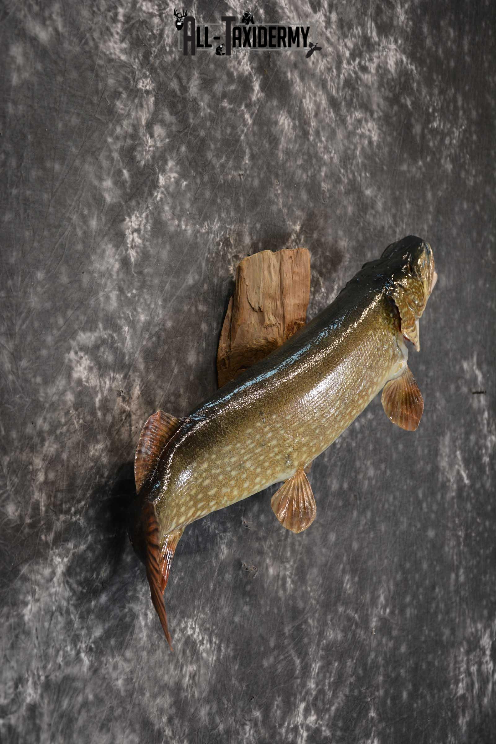 Northern Pike taxidermy fish mount for sale SKU 1718 - Image 5