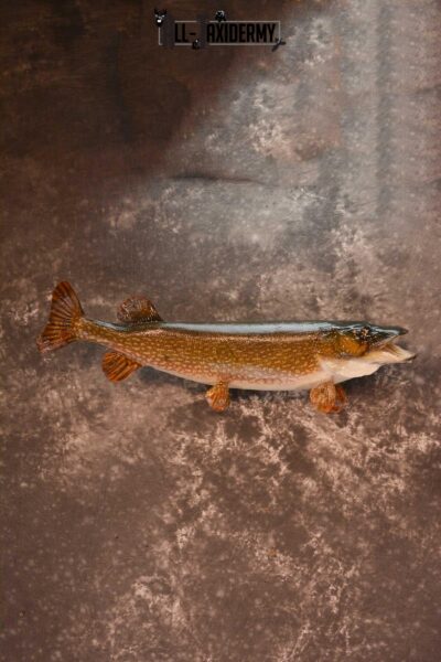 Northern Pike Taxidermy fish mount for sale SKU 1719