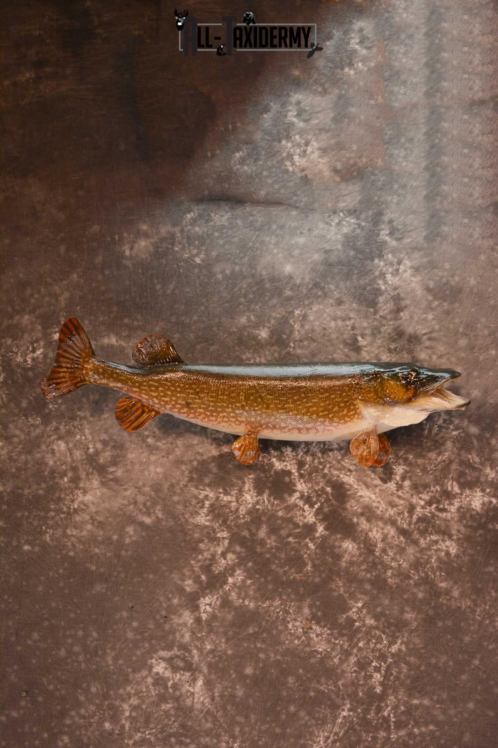 Northern Pike Taxidermy fish mount for sale SKU 1719