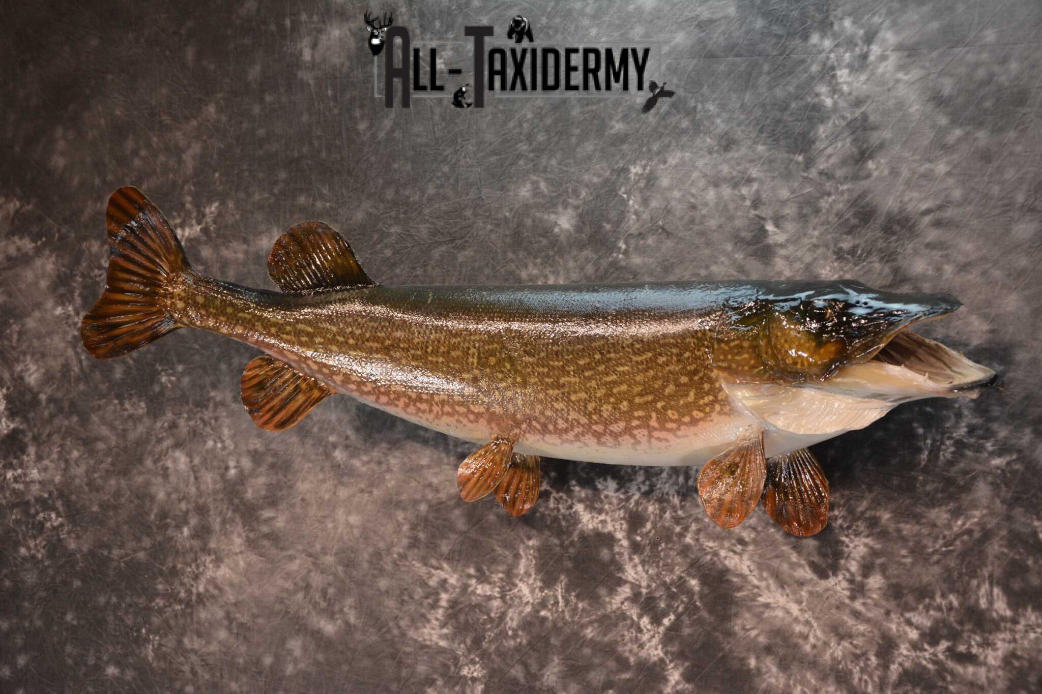 Northern Pike Taxidermy fish mount for sale SKU 1719 - All Taxidermy