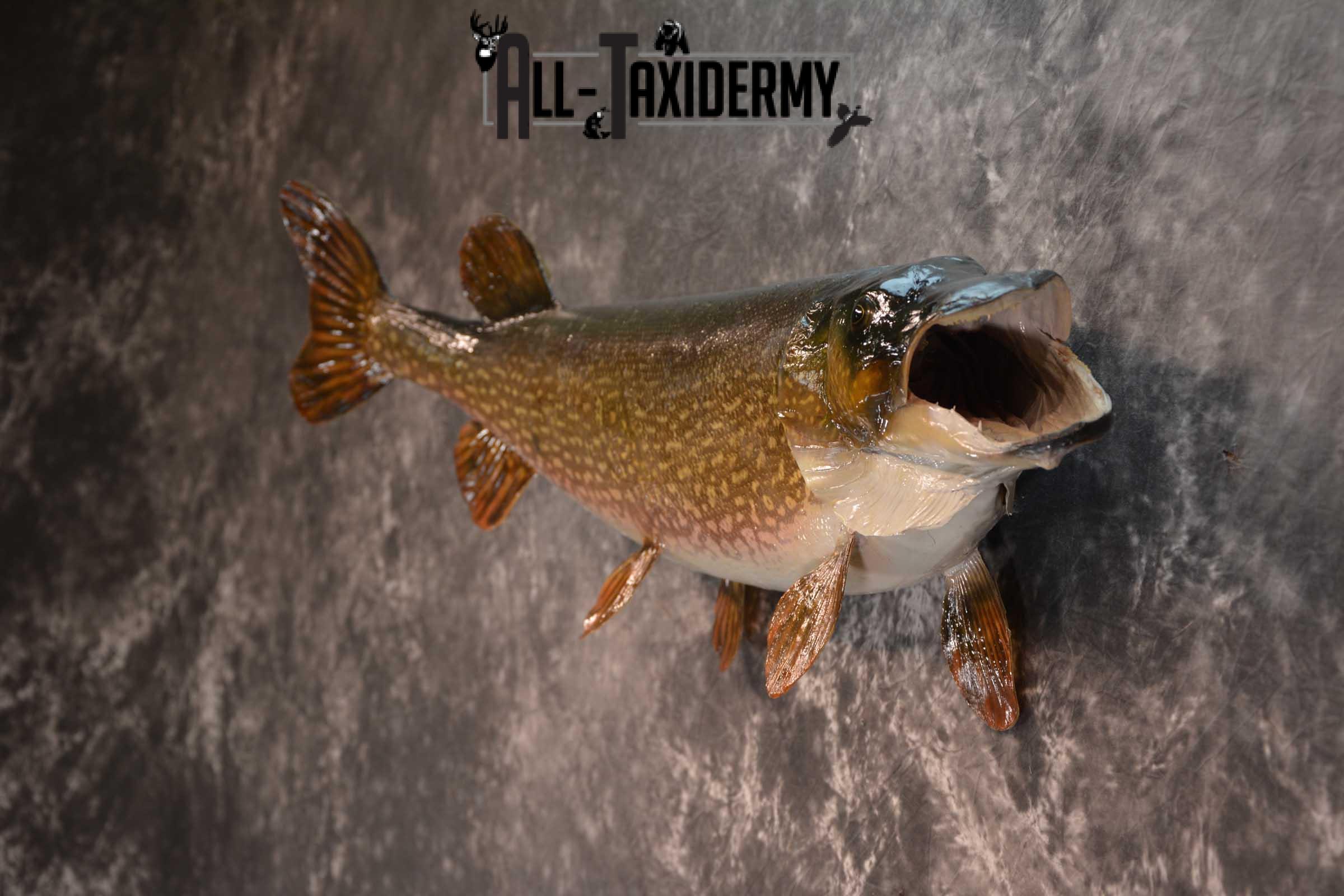 Northern Pike Taxidermy fish mount for sale SKU 1719 - Image 4