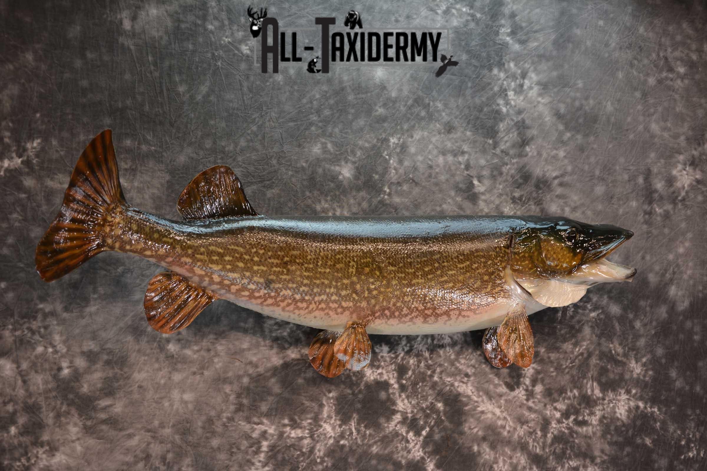 Northern Pike Taxidermy fish mount for sale SKU 1719 - Image 3
