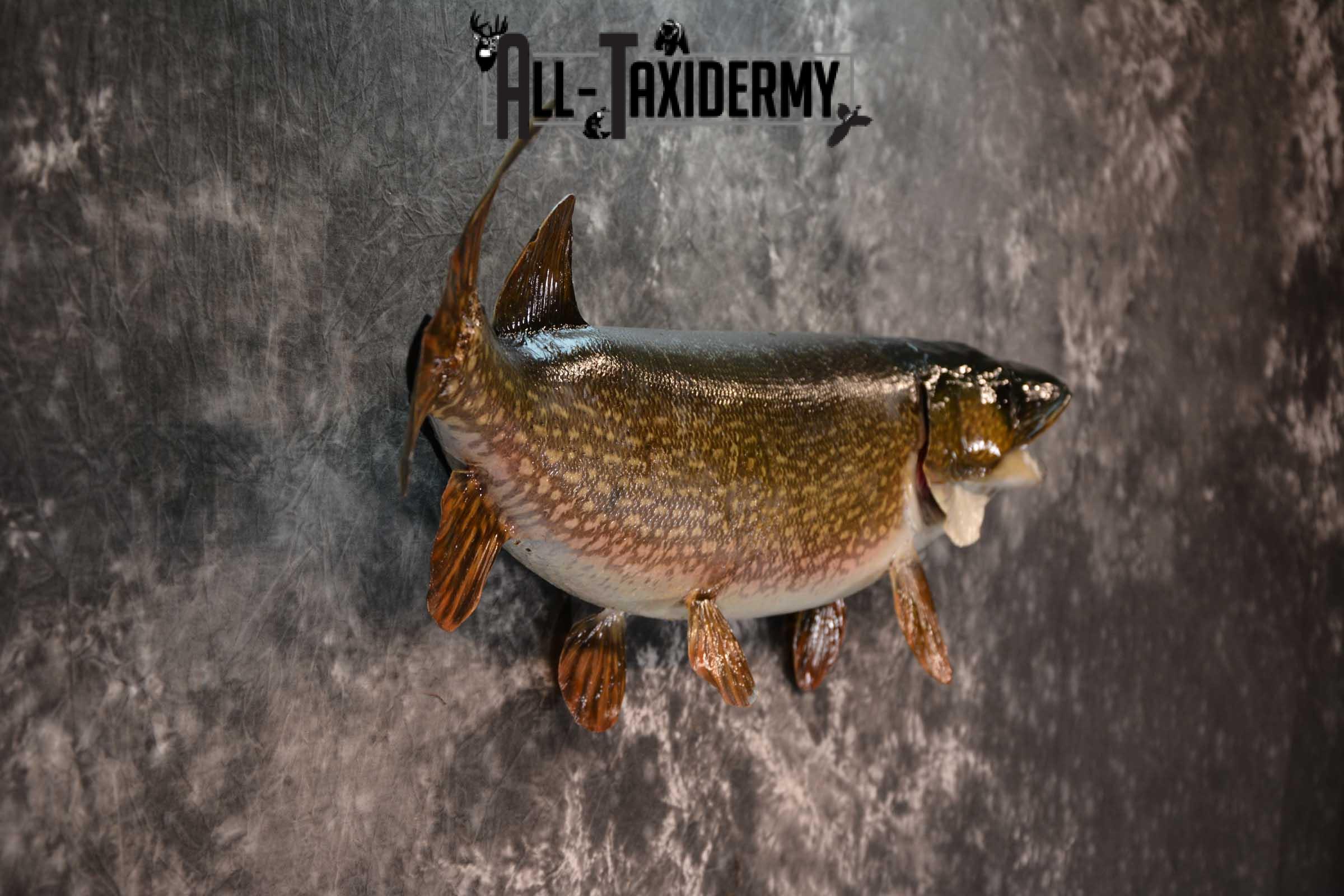 Northern Pike Taxidermy fish mount for sale SKU 1719 - Image 2