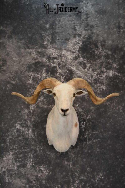 Pie bald corsican ram taxidermy shoulder mount for sale SKU 1739