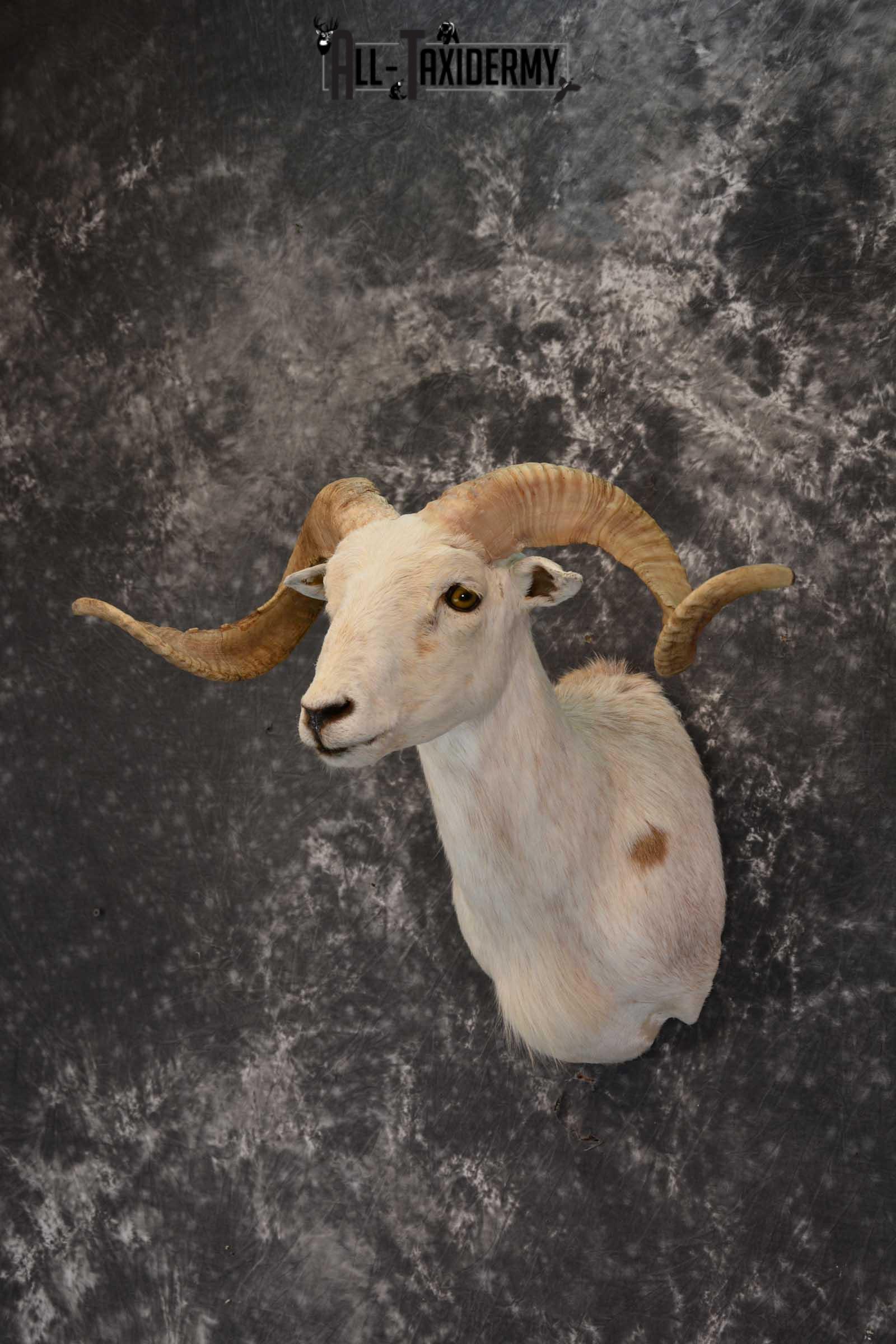 Pie bald corsican ram taxidermy shoulder mount for sale SKU 1739 - Image 7