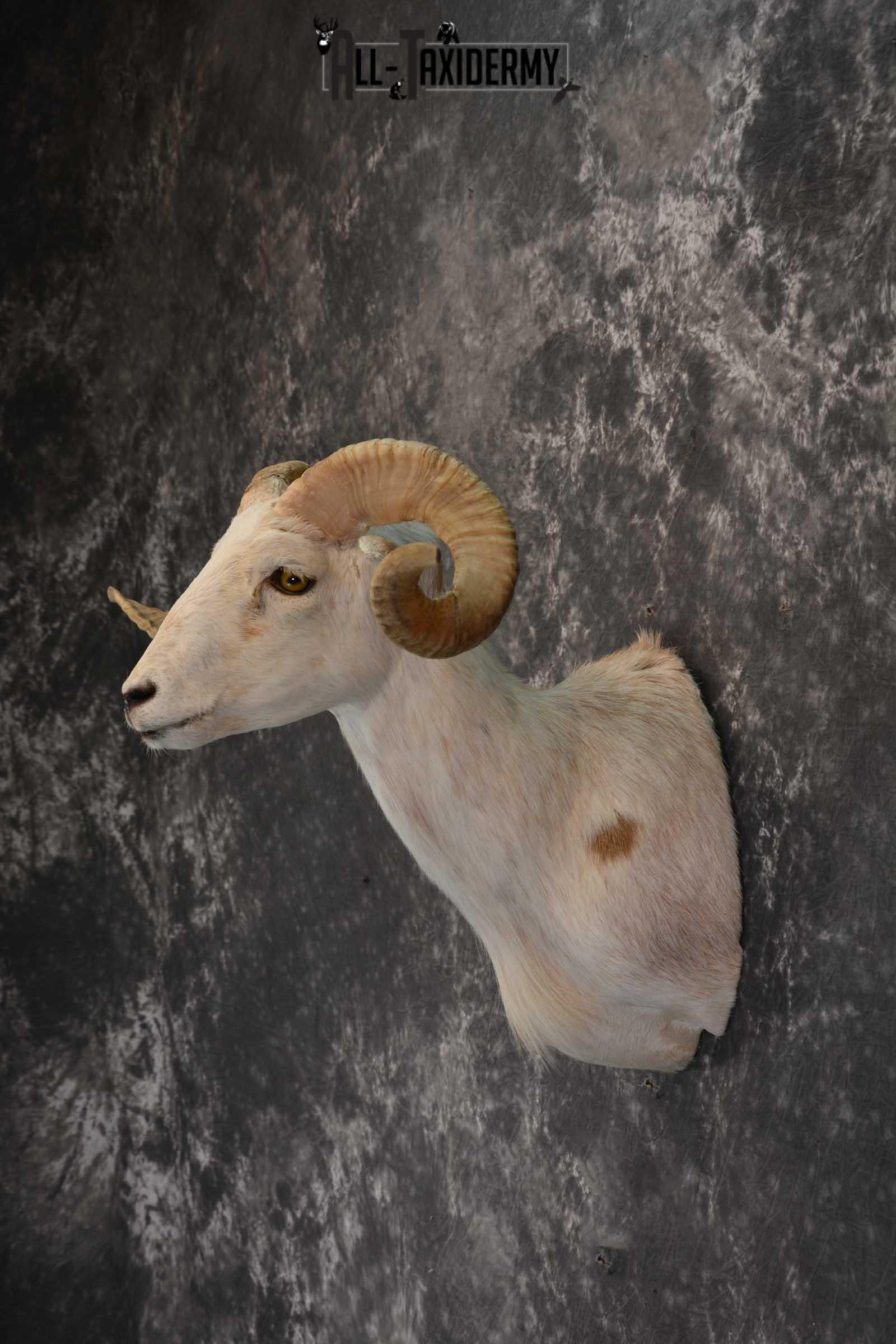 Pie bald corsican ram taxidermy shoulder mount for sale SKU 1739 - Image 6