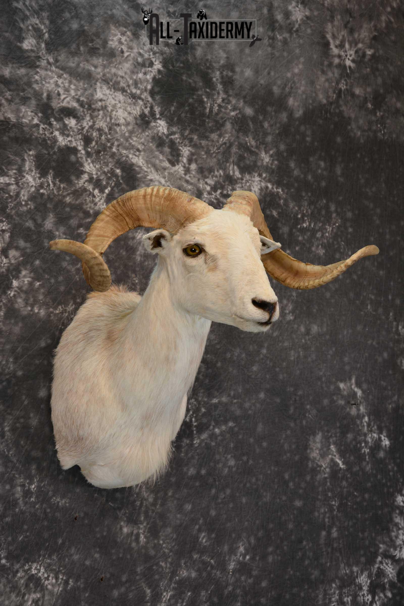 Pie bald corsican ram taxidermy shoulder mount for sale SKU 1739 - Image 5