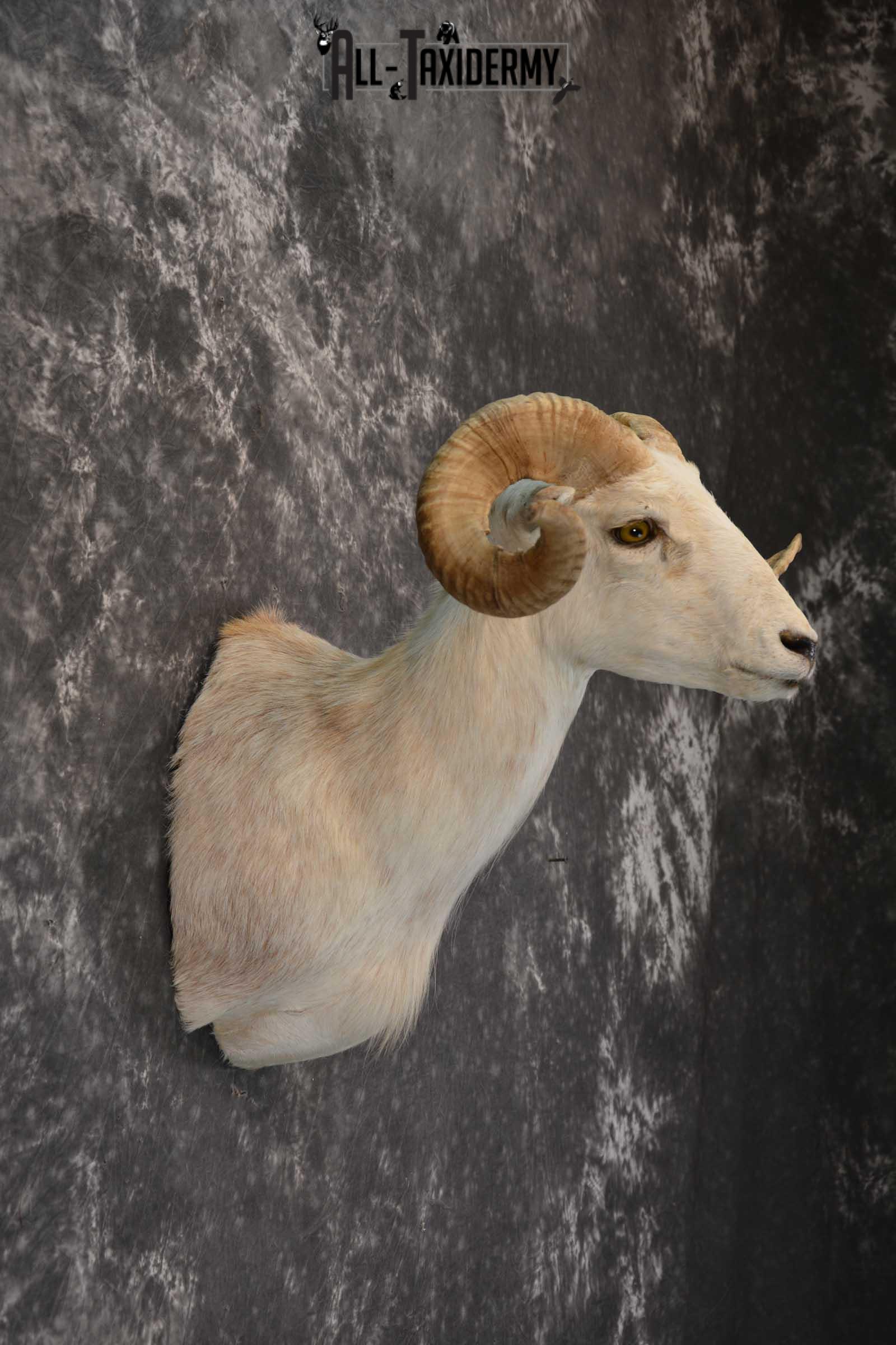 Pie bald corsican ram taxidermy shoulder mount for sale SKU 1739 - Image 4