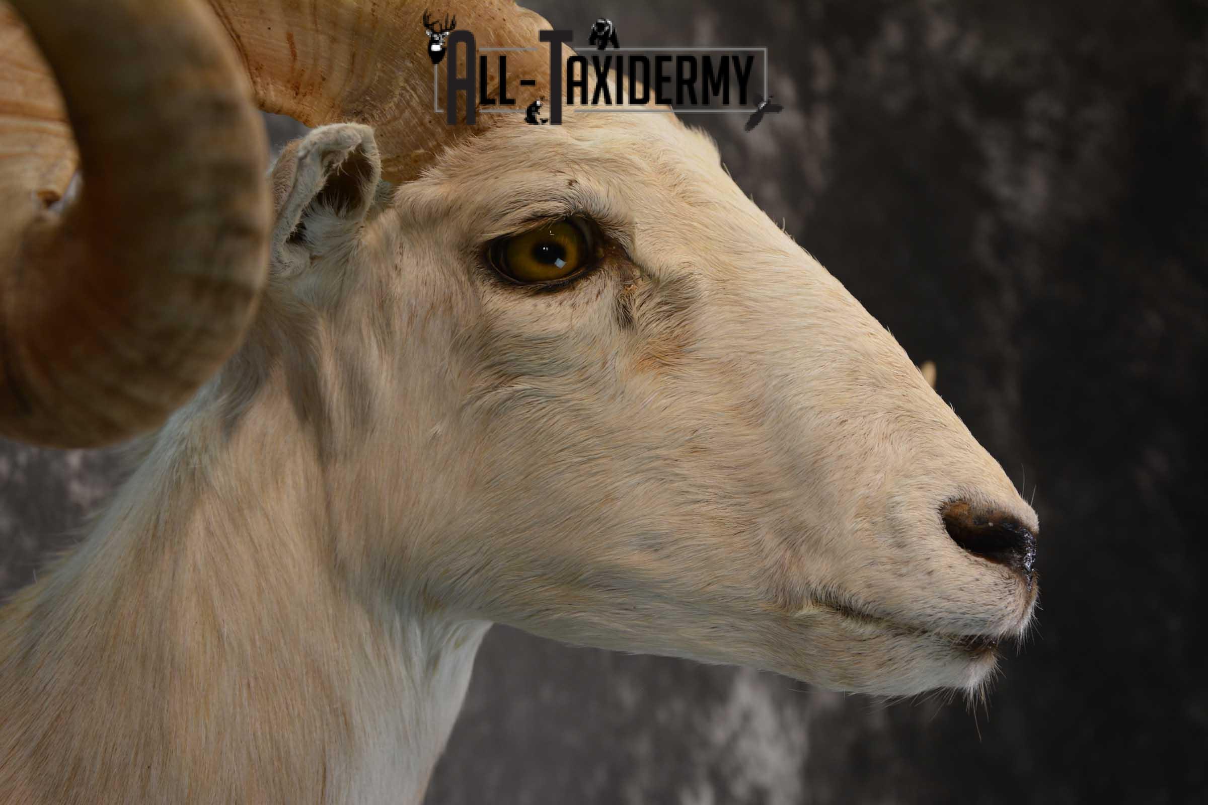 Pie bald corsican ram taxidermy shoulder mount for sale SKU 1739 - Image 3