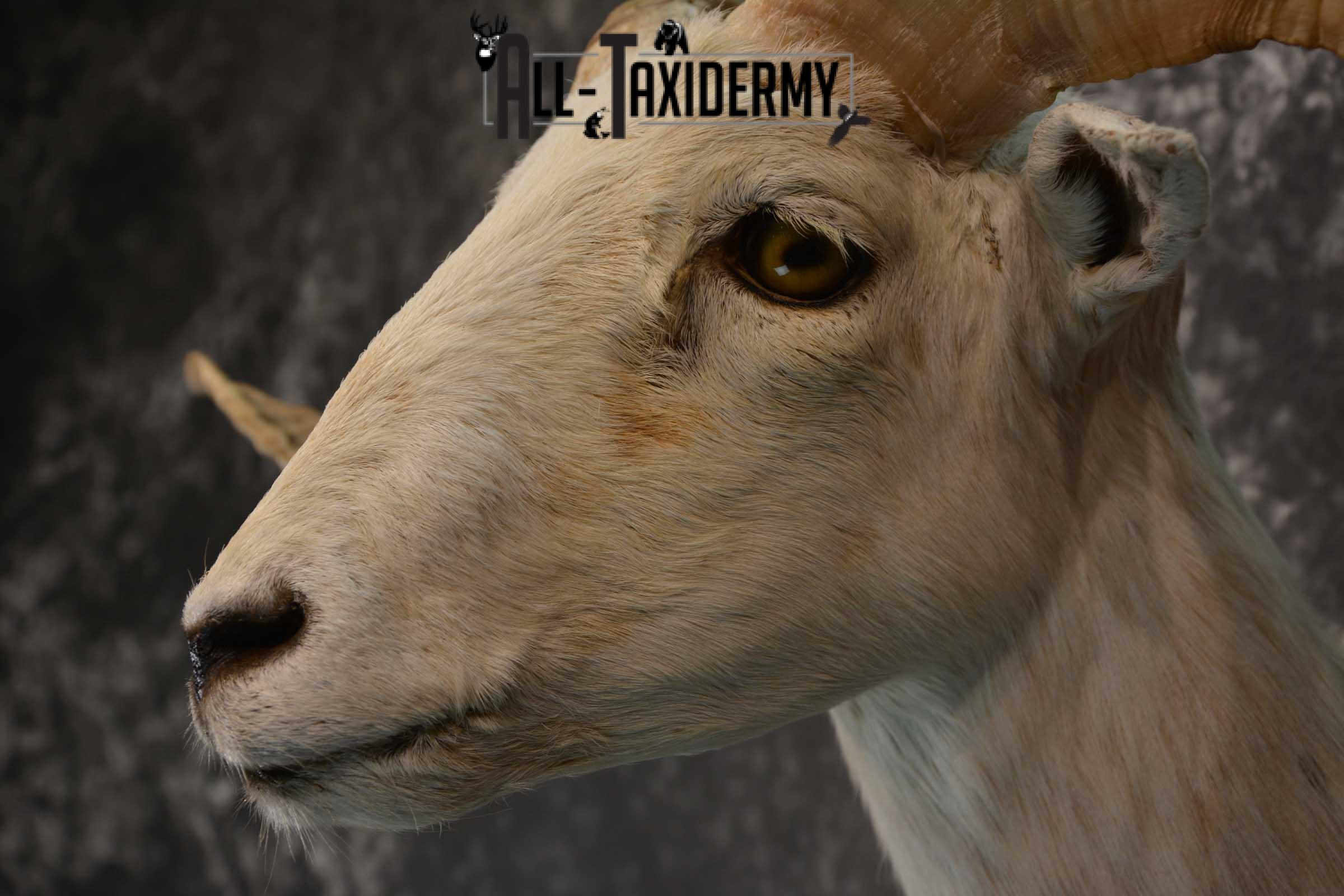 Pie bald corsican ram taxidermy shoulder mount for sale SKU 1739 - Image 2