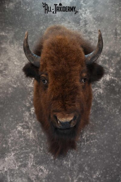 Bison Taxidermy Shoulder mount for sale SKU 1730