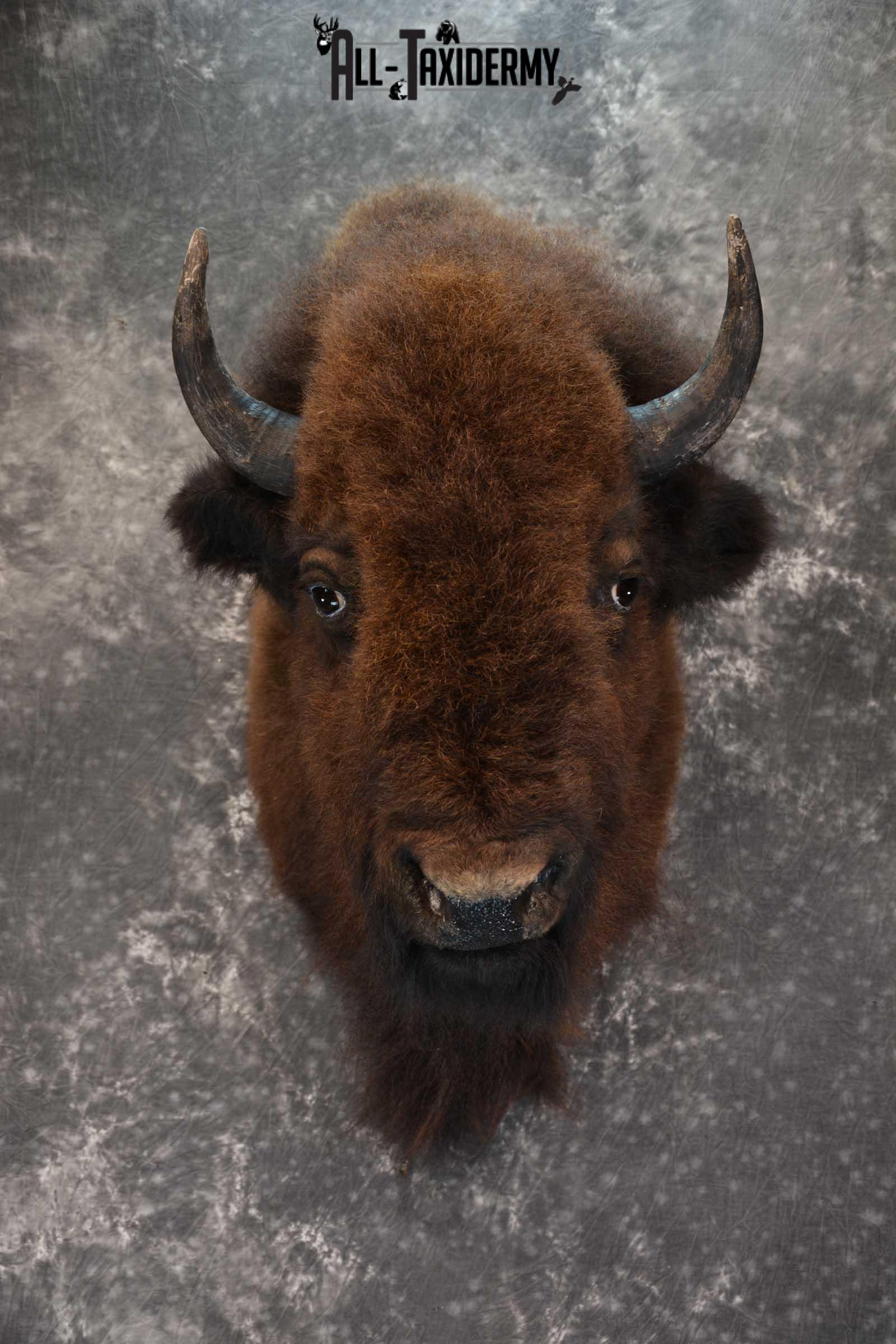 Bison Taxidermy Shoulder mount for sale SKU 1730