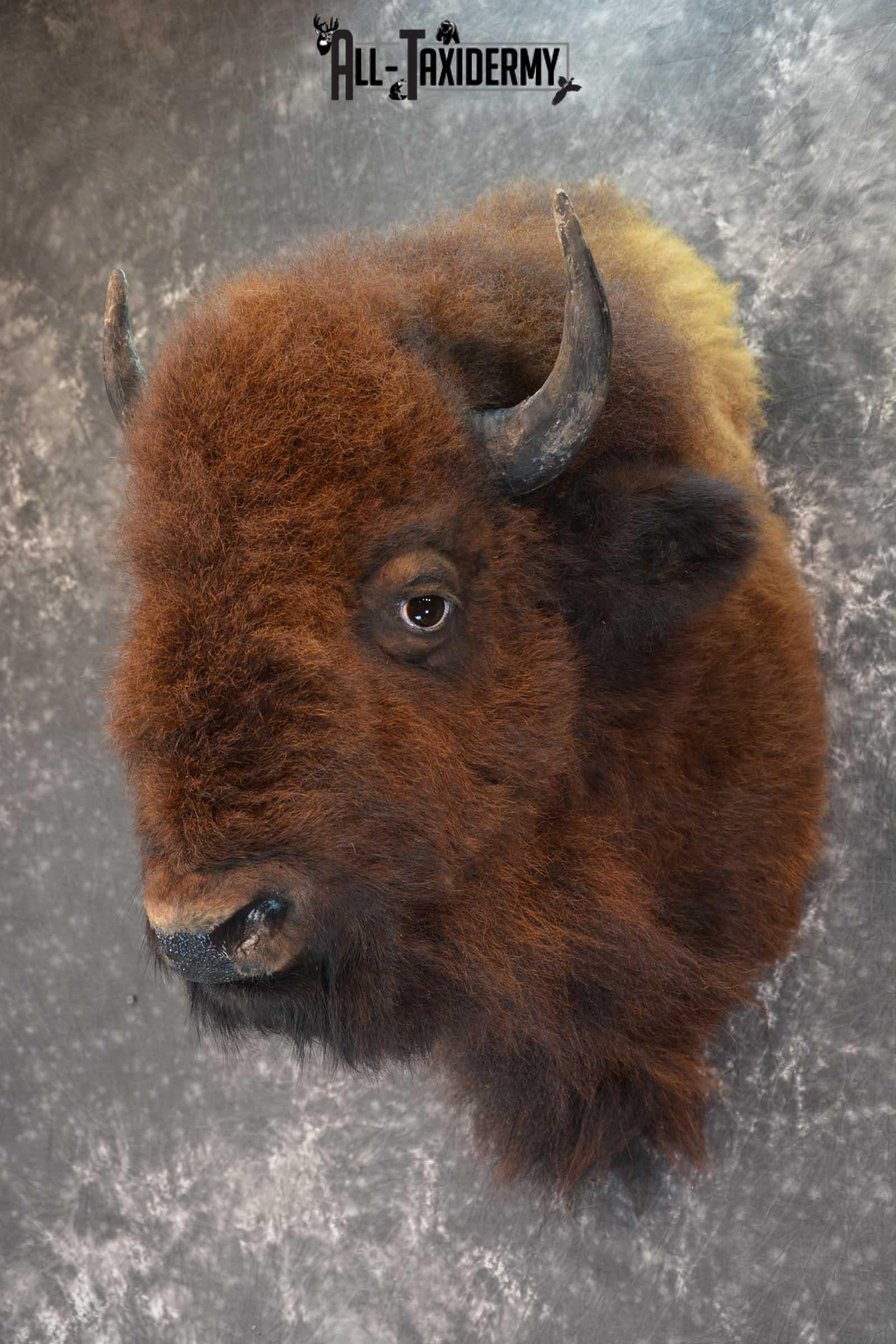 Bison Taxidermy Shoulder mount for sale SKU 1730 - Image 5