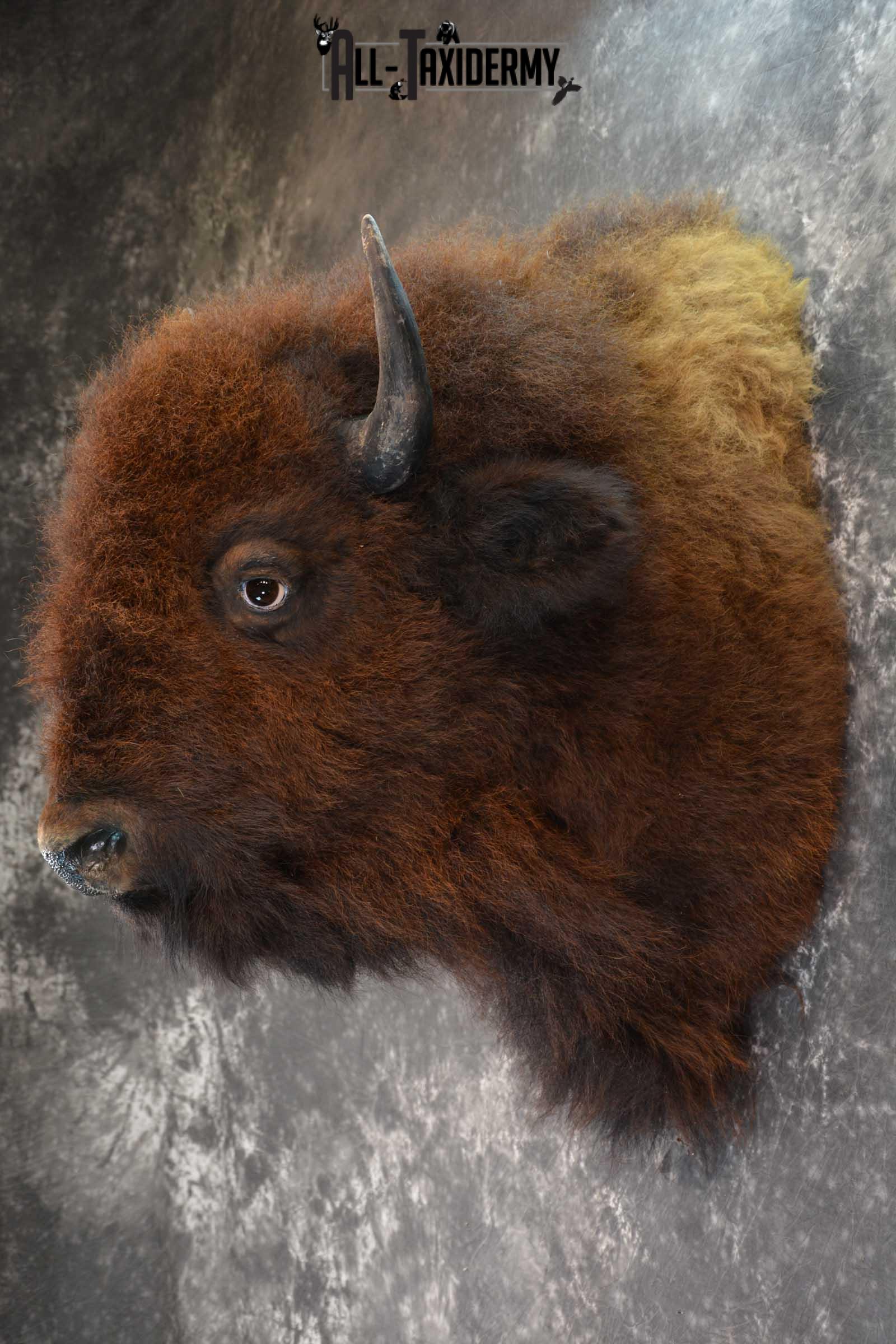 Bison Taxidermy Shoulder mount for sale SKU 1730 - Image 4