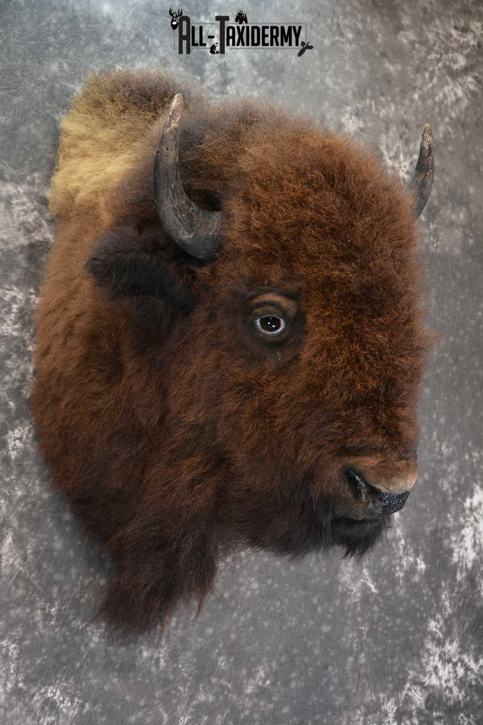 Bison Taxidermy Shoulder mount for sale SKU 1730 - Image 3