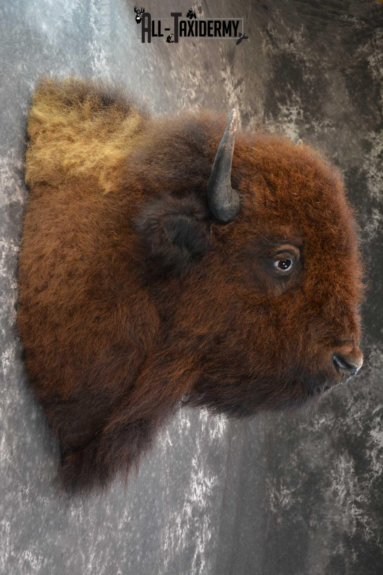 Bison Taxidermy Shoulder mount for sale SKU 1730 - Image 2