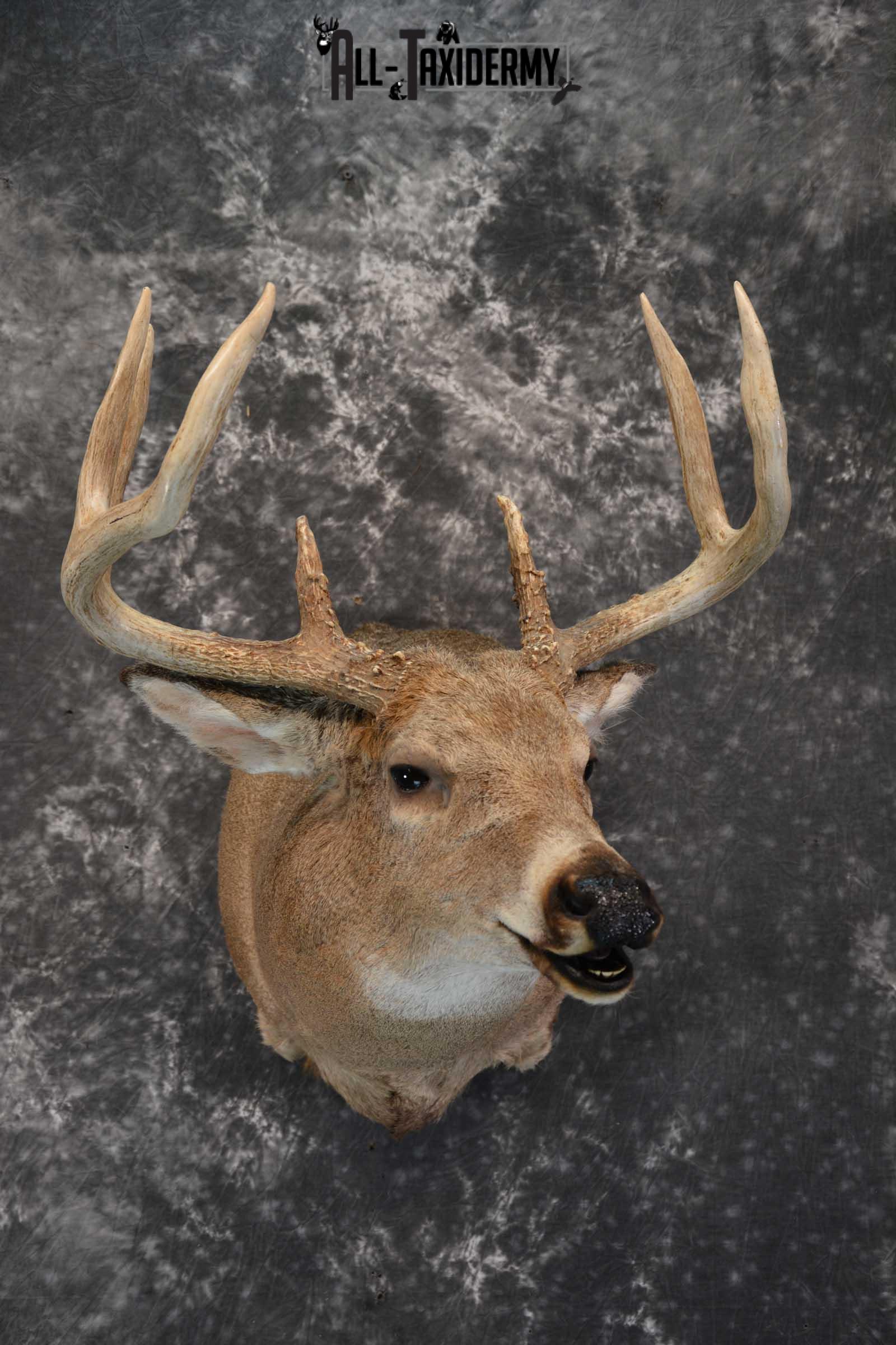 Whitetail deer taxidermy shoulder mount for sale SKU 1725