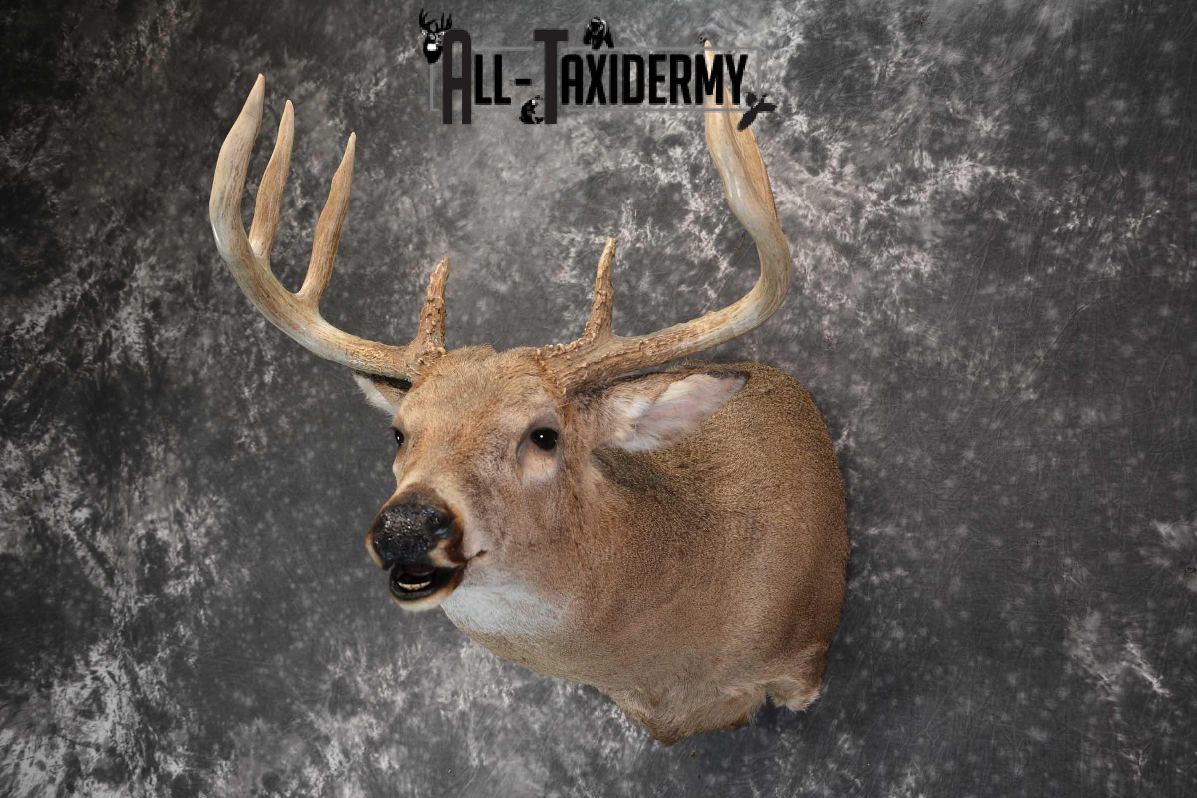 Whitetail deer taxidermy shoulder mount for sale SKU 1725 - Image 5