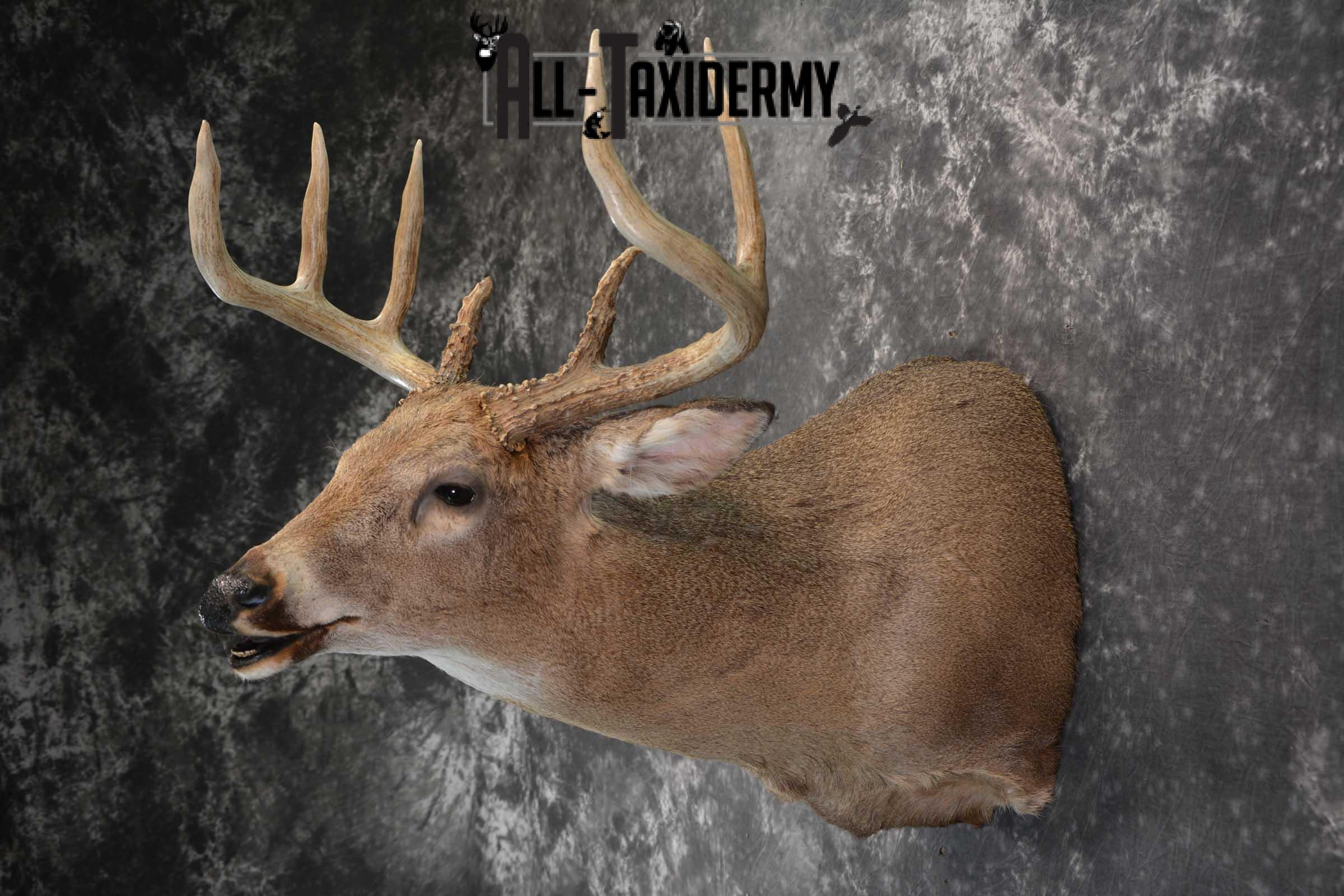 Whitetail deer taxidermy shoulder mount for sale SKU 1725 - Image 4