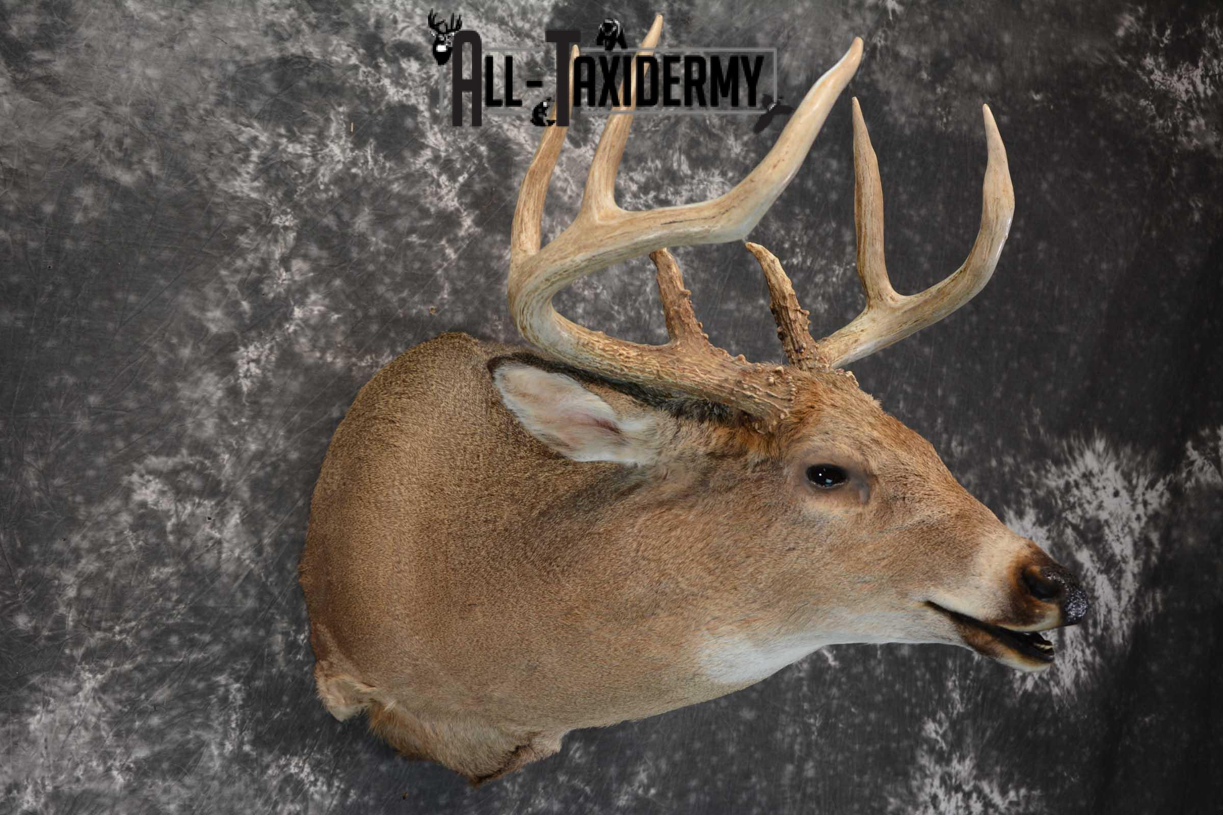 Whitetail deer taxidermy shoulder mount for sale SKU 1725 - Image 3