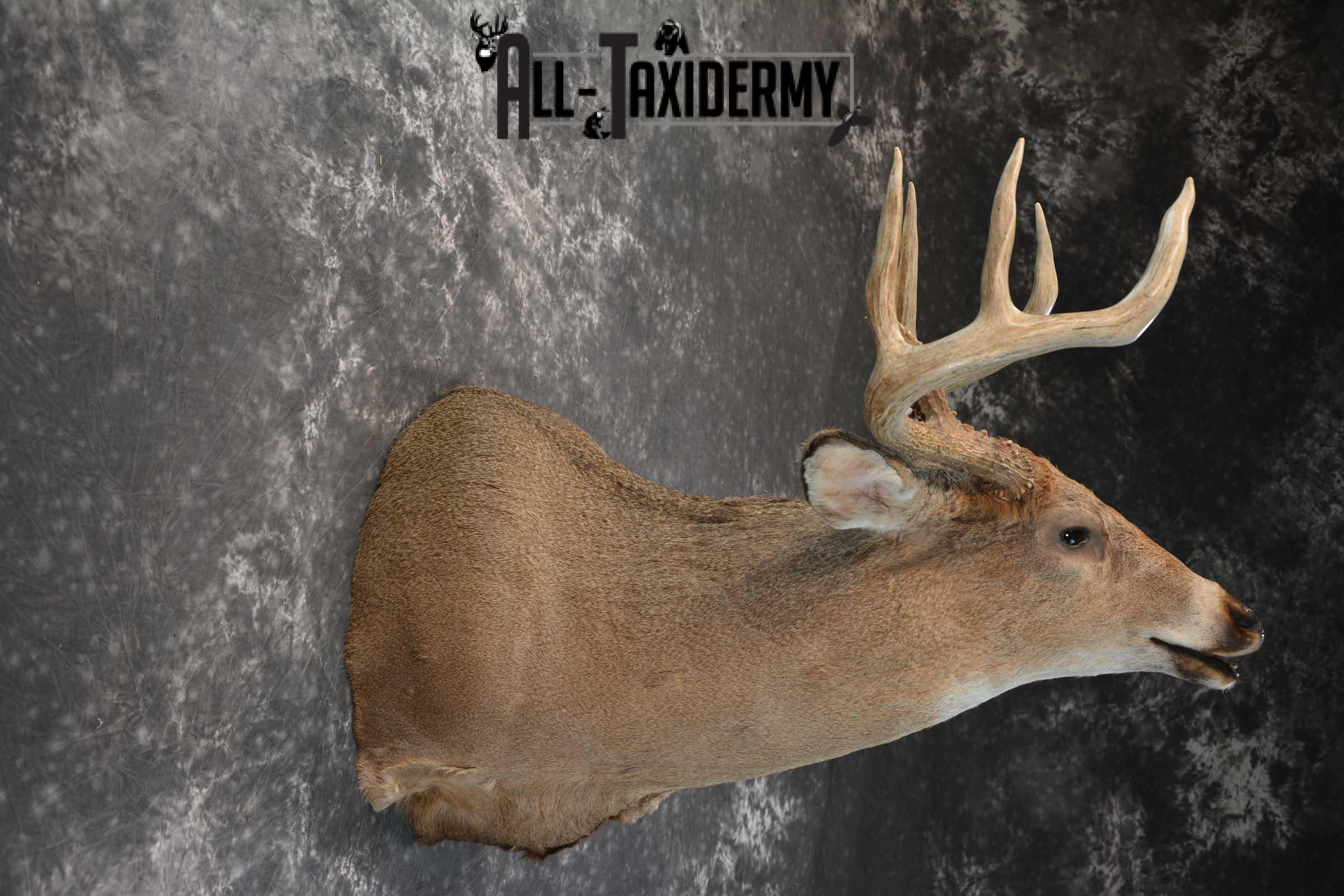 Whitetail deer taxidermy shoulder mount for sale SKU 1725 - Image 2