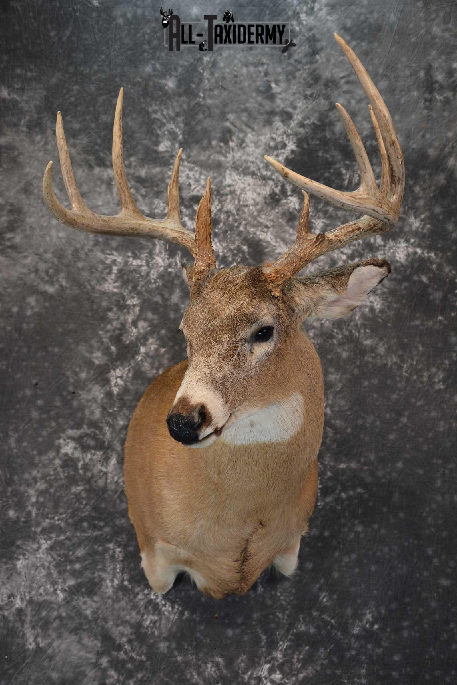 Whitetail deer taxidermy shoulder mount for sale SKU 1723