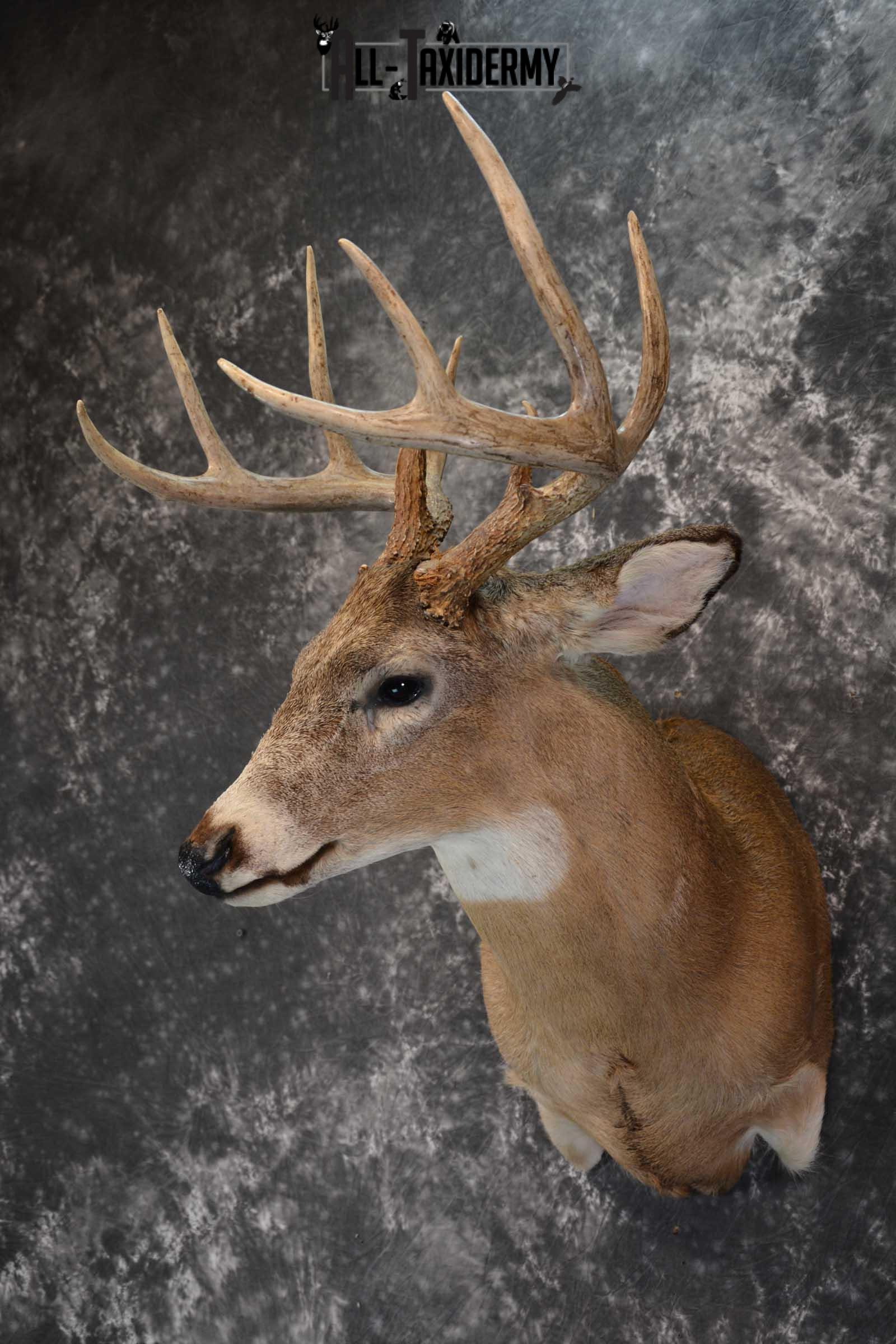 Whitetail deer taxidermy shoulder mount for sale SKU 1723 - Image 5