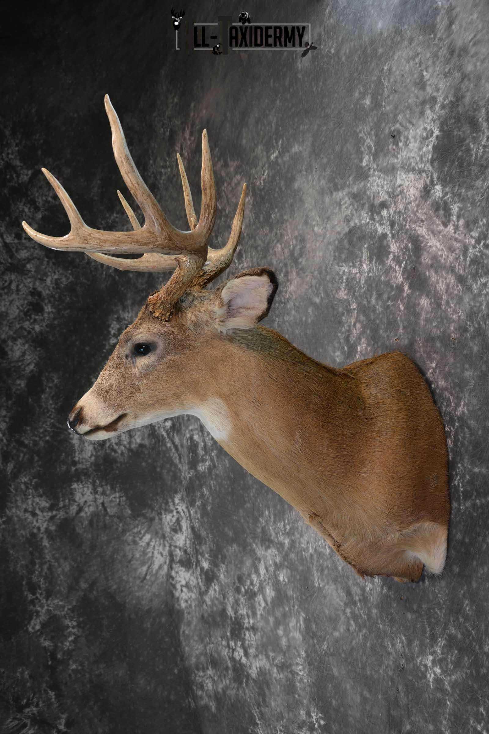Whitetail deer taxidermy shoulder mount for sale SKU 1723 - Image 4