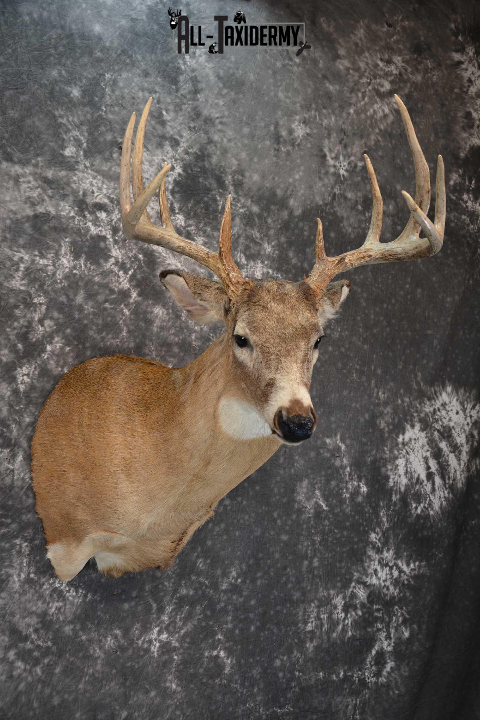 Whitetail deer taxidermy shoulder mount for sale SKU 1723 - Image 3