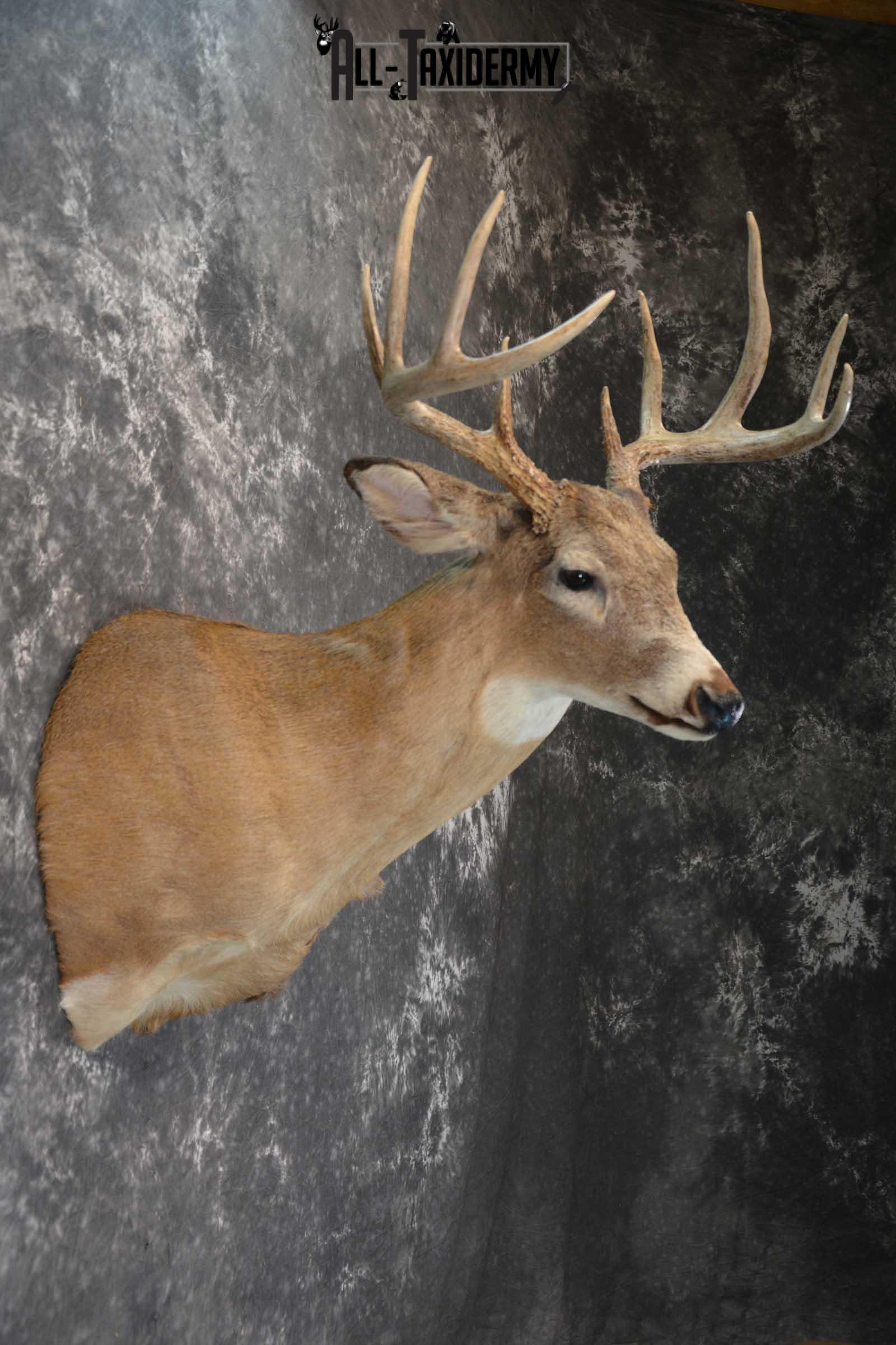 Whitetail deer taxidermy shoulder mount for sale SKU 1723 - Image 2