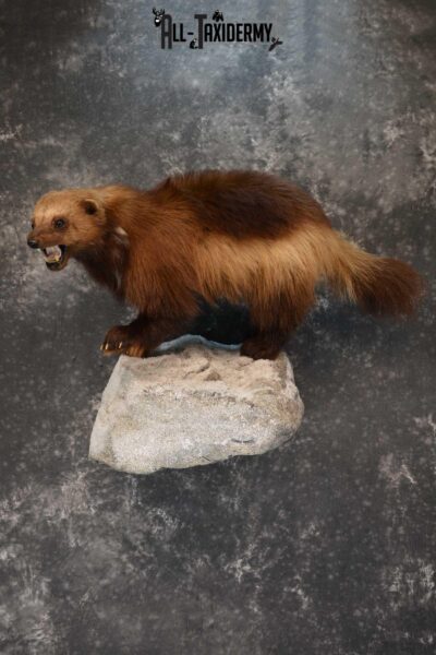 Full Body Wolverine Taxidermy mount for sale SKU 1722