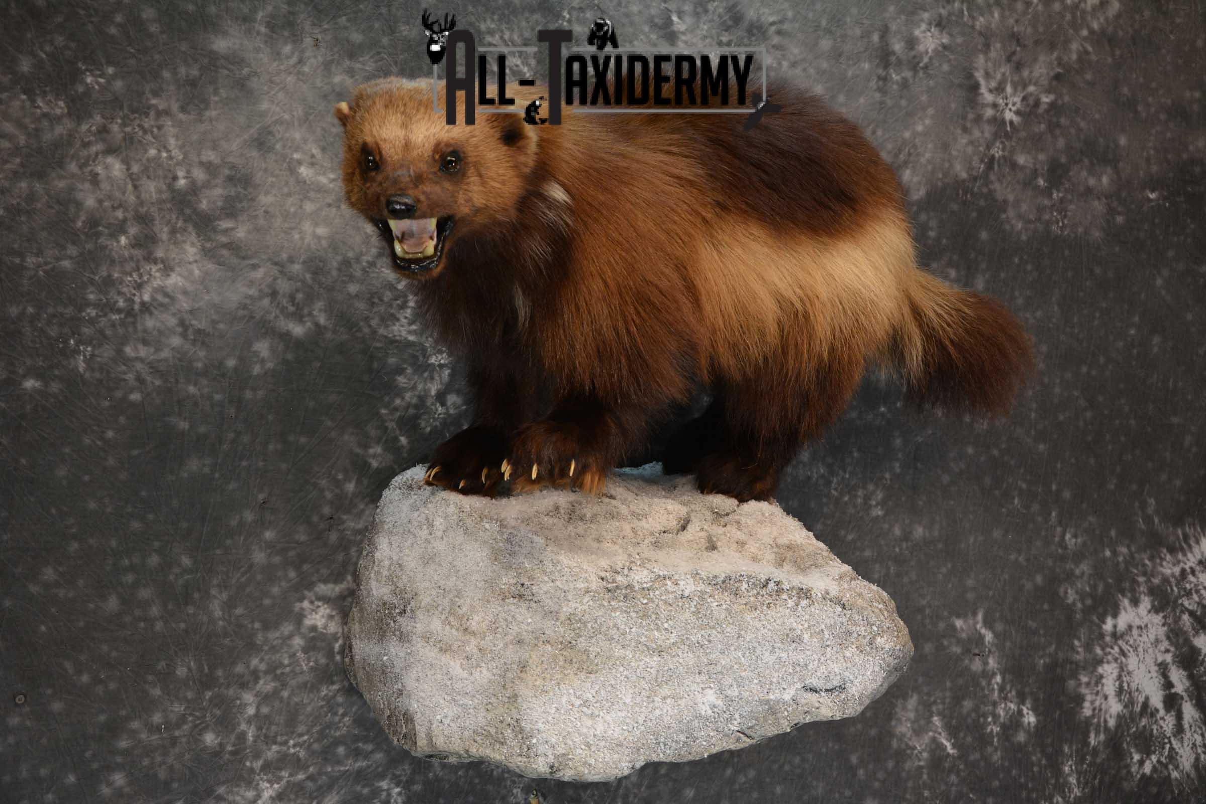 Full Body Wolverine Taxidermy mount for sale SKU 1722 - Image 5