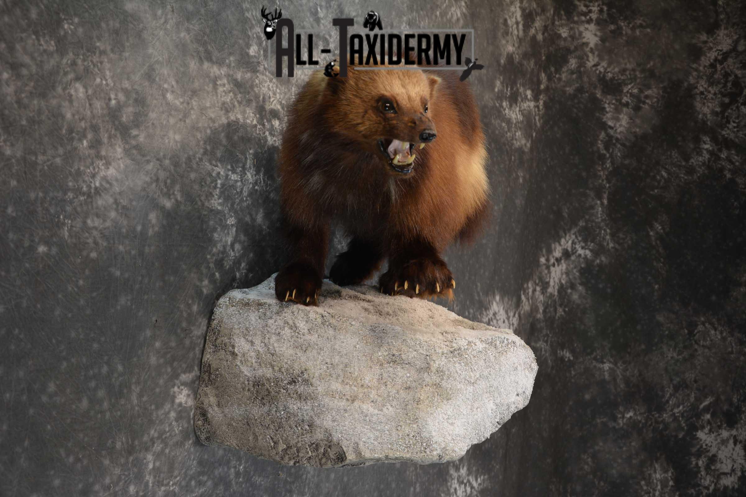 Full Body Wolverine Taxidermy mount for sale SKU 1722 - Image 4