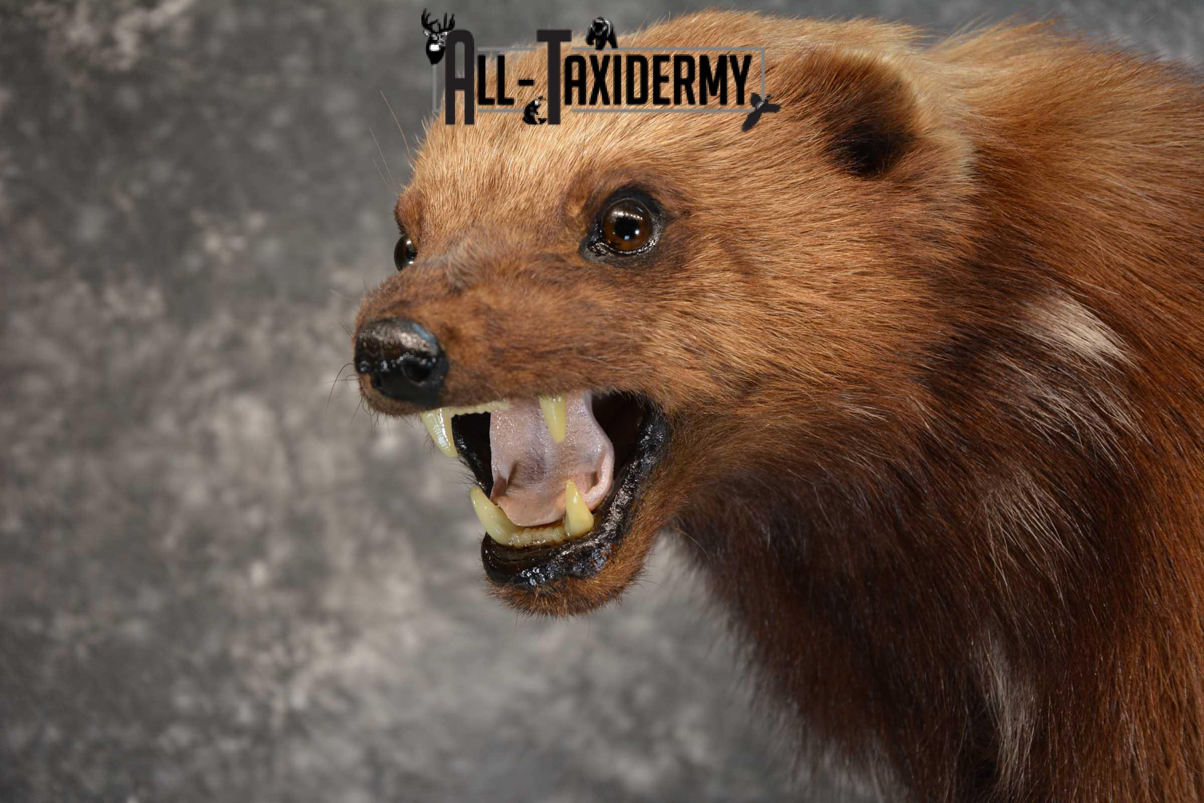 Full Body Wolverine Taxidermy mount for sale SKU 1722 - Image 3