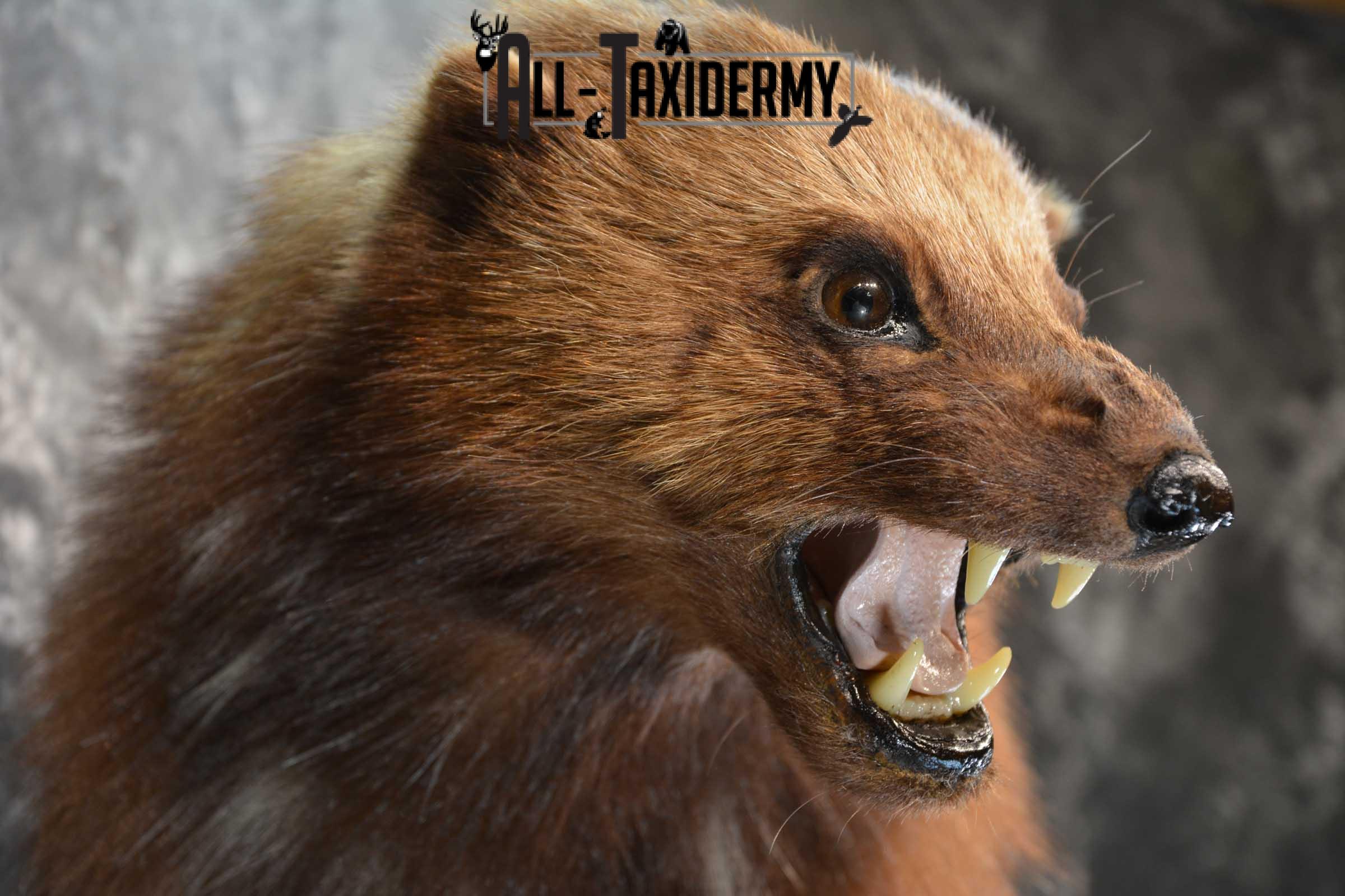 Full Body Wolverine Taxidermy mount for sale SKU 1722 - Image 2