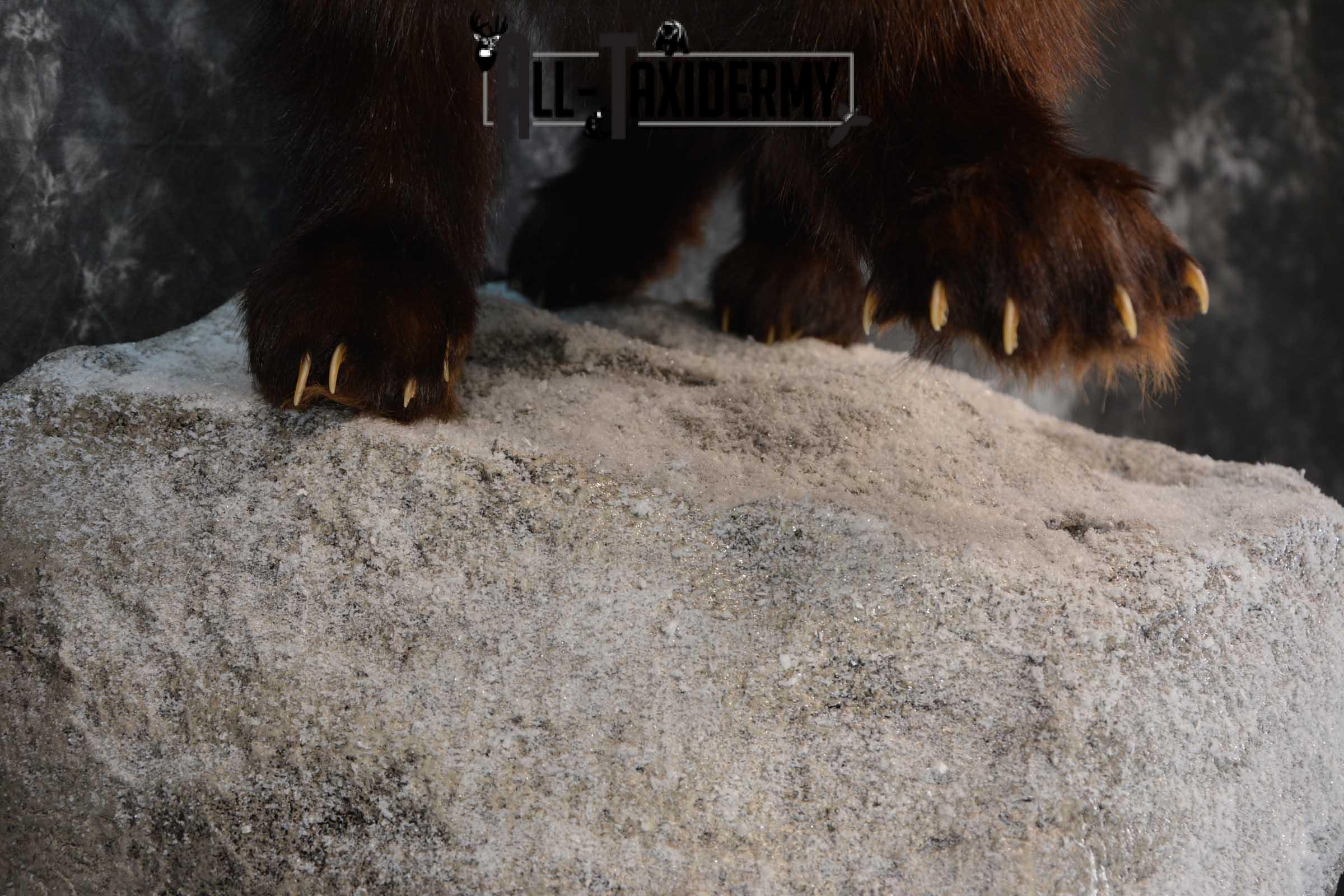 Full Body Wolverine Taxidermy mount for sale SKU 1722 - Image 8