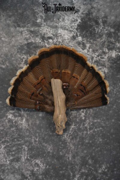 Eastern Turkey fan SKU 1710